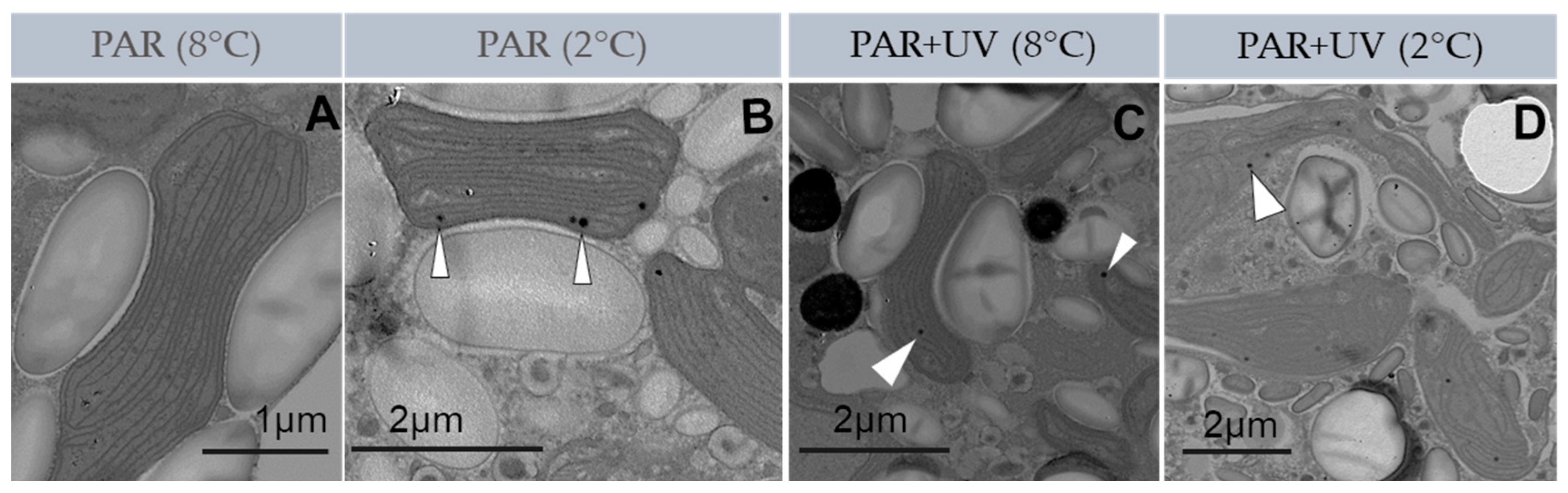 Plants 13 02547 g002