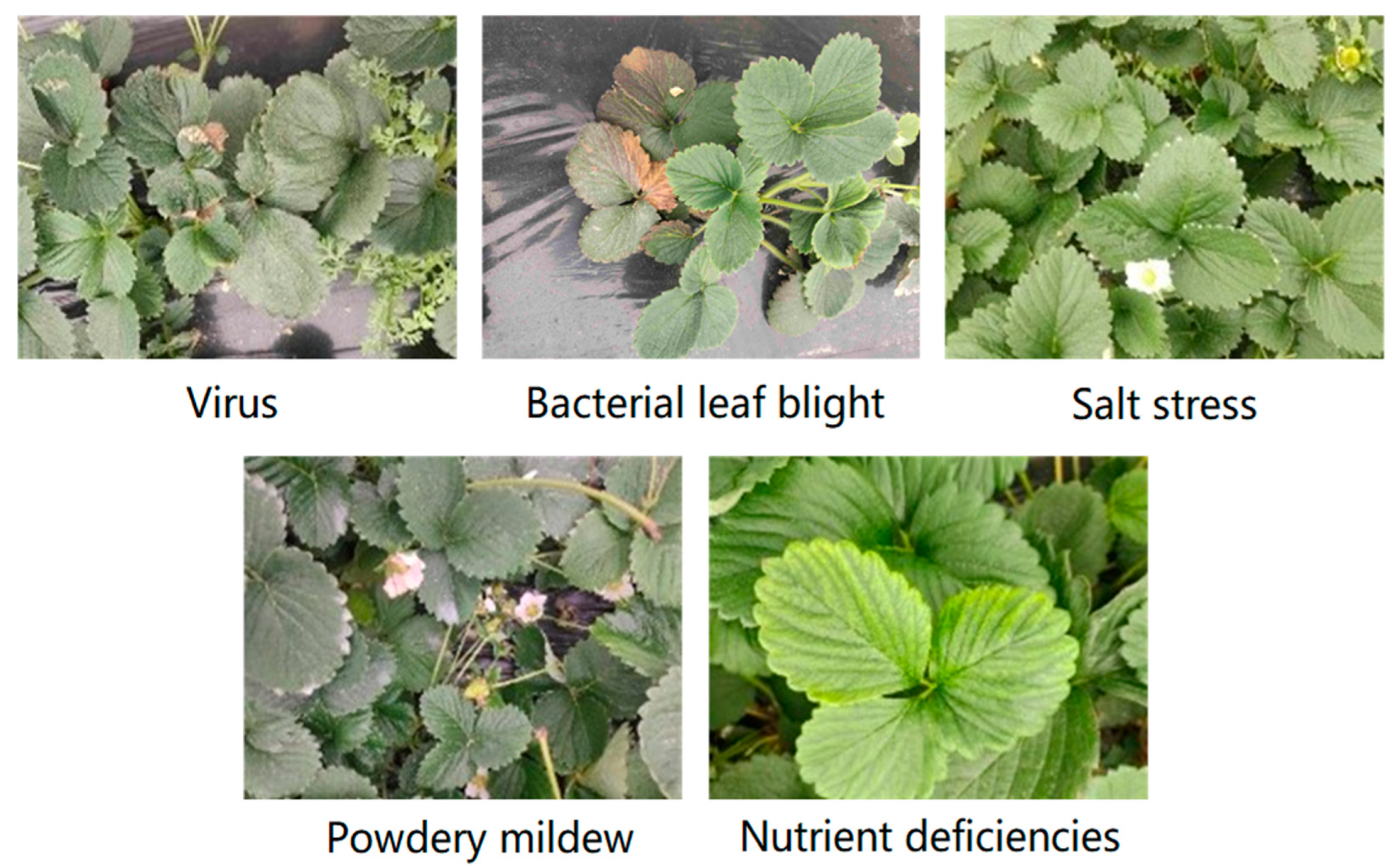 Plants 13 02556 g006