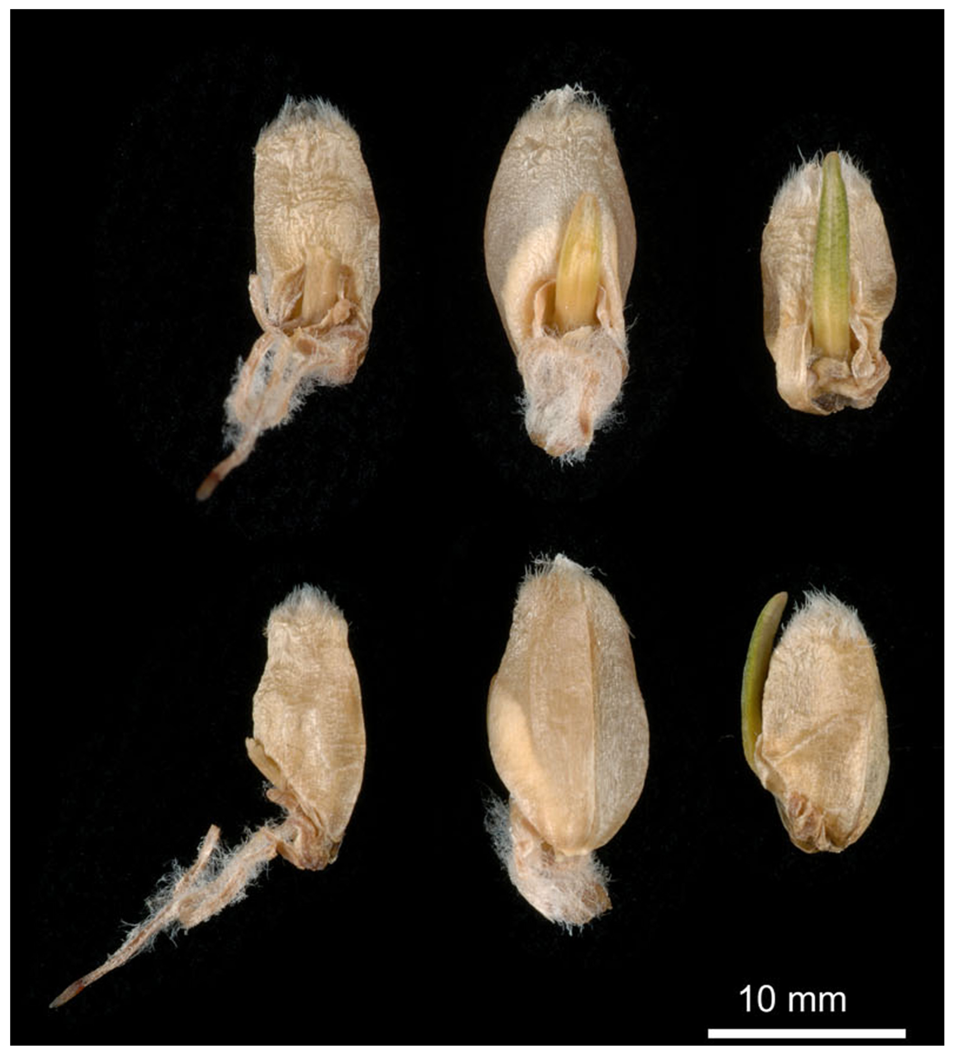 Plants 13 02559 g001