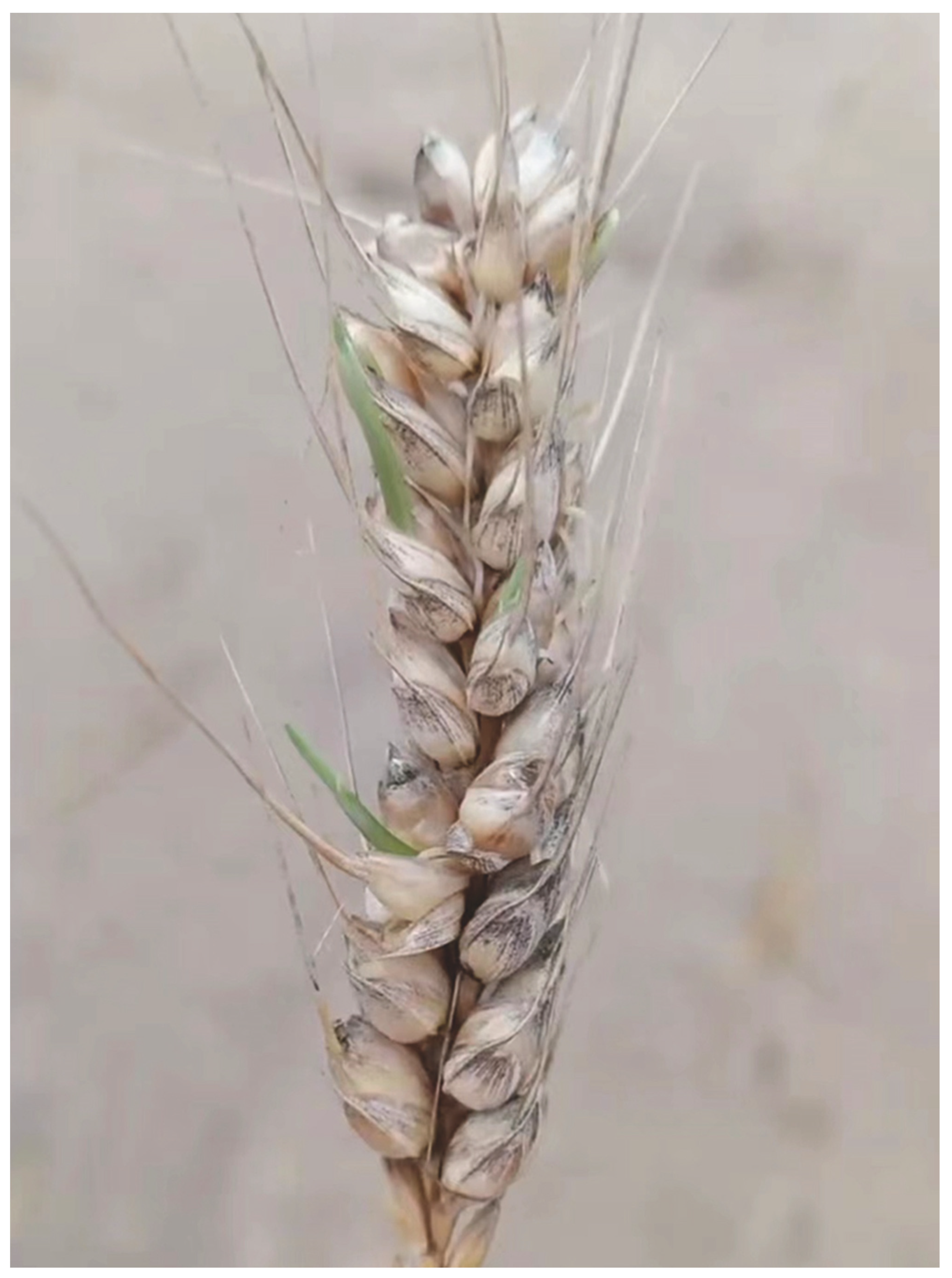 Plants 13 02559 g002