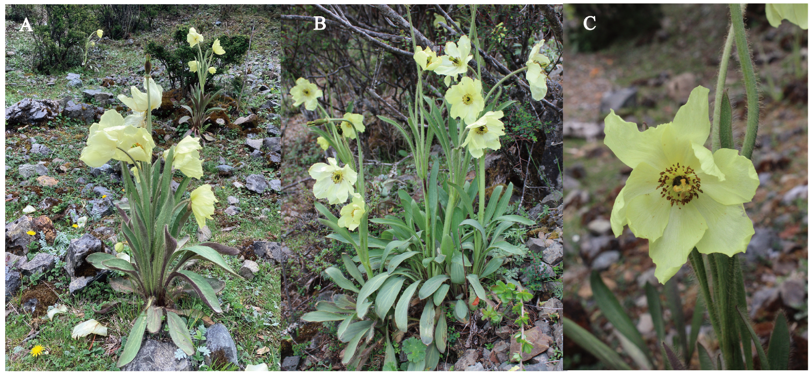 Plants 13 02561 g001