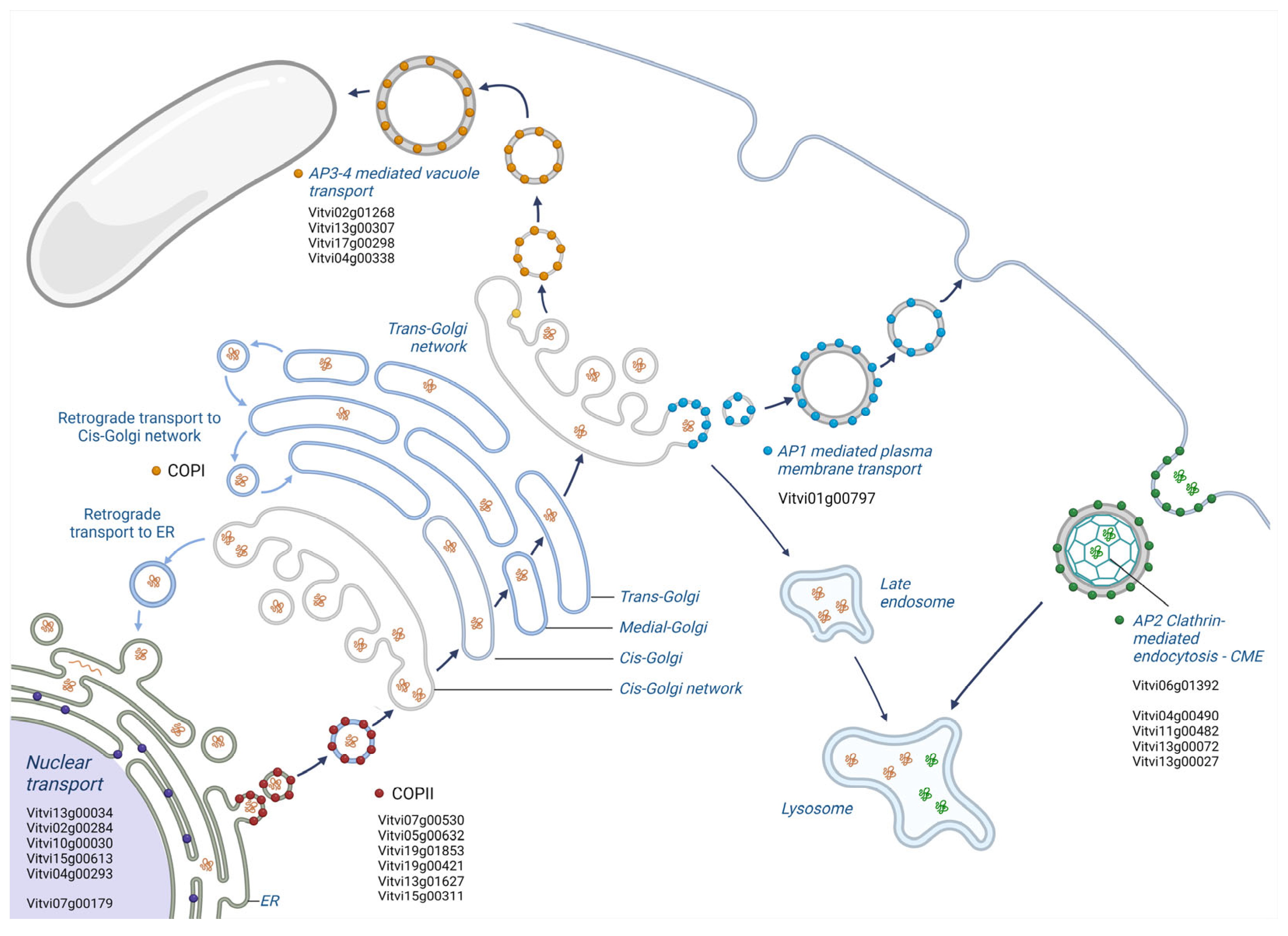 Plants 13 02574 g004