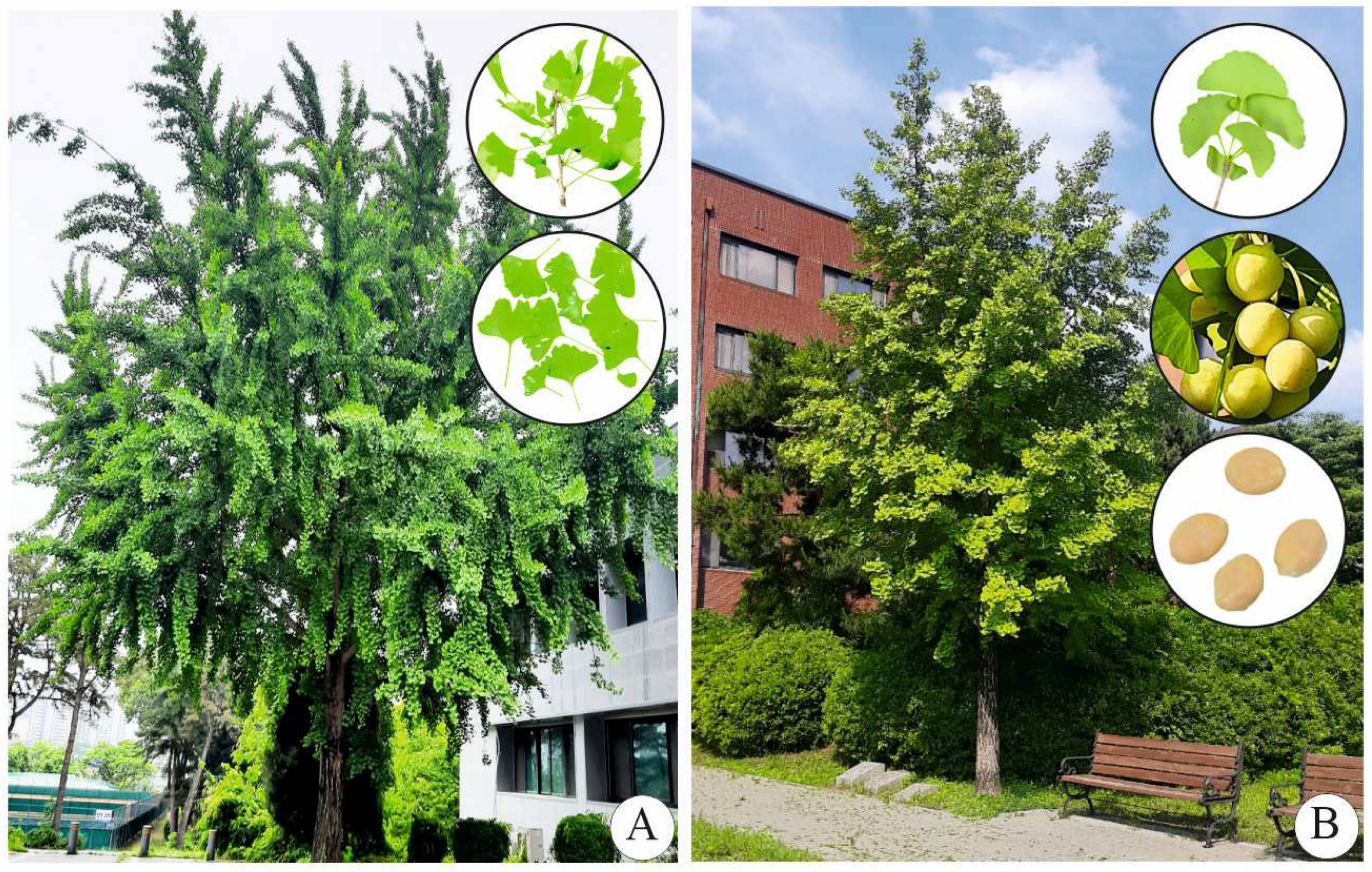 Plants 13 02575 g001