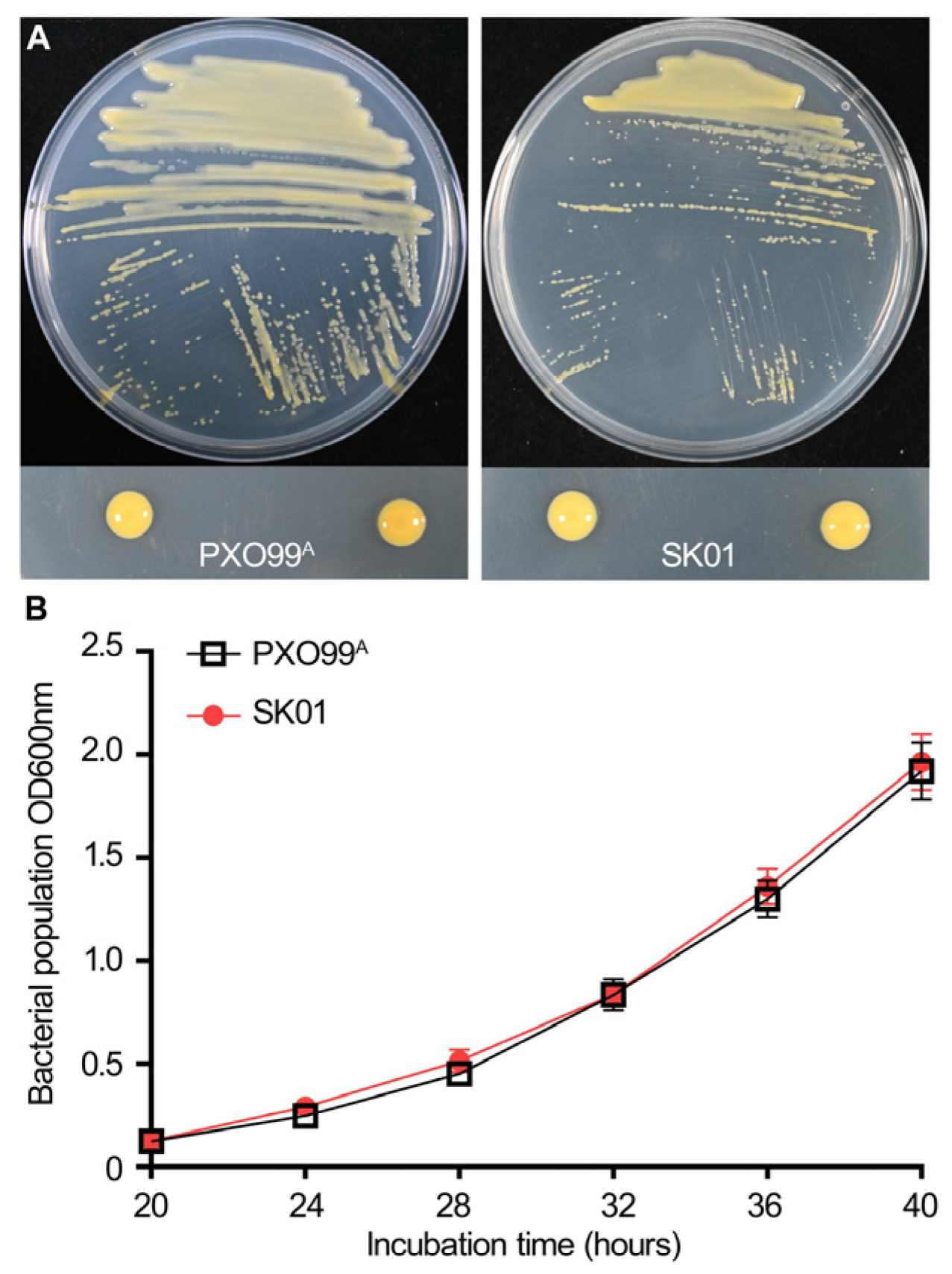 Plants 13 02576 g001