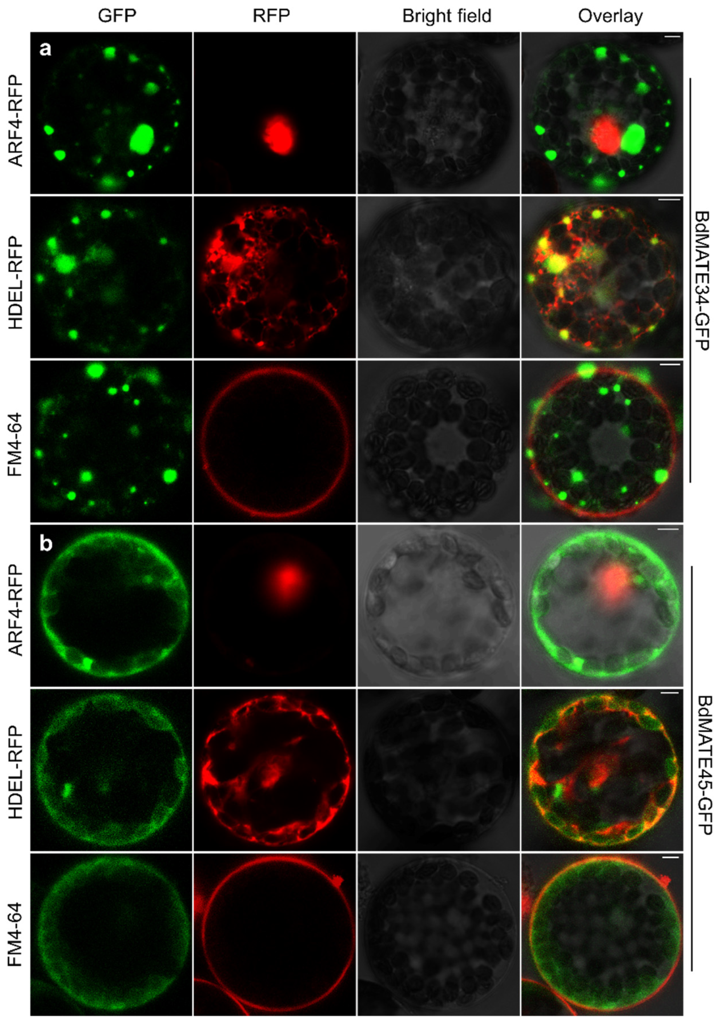 Plants 13 02586 g009