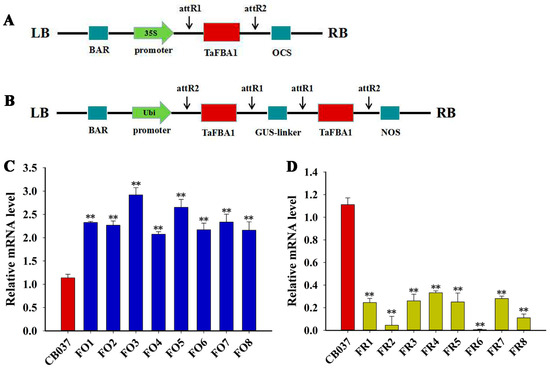 The F-Box Protein TaFBA1 Positively Regulates Drought