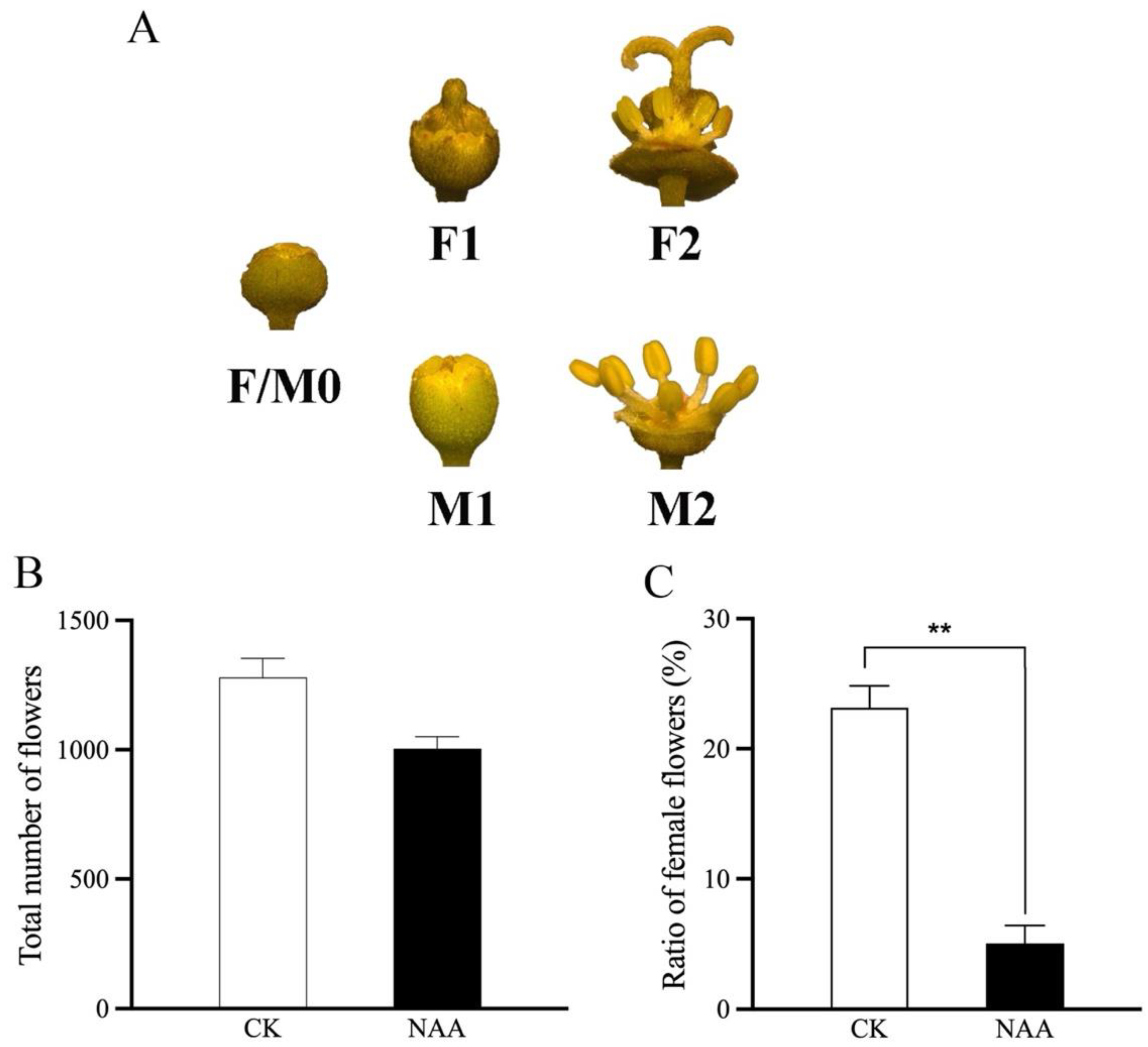 Plants 13 02592 g001
