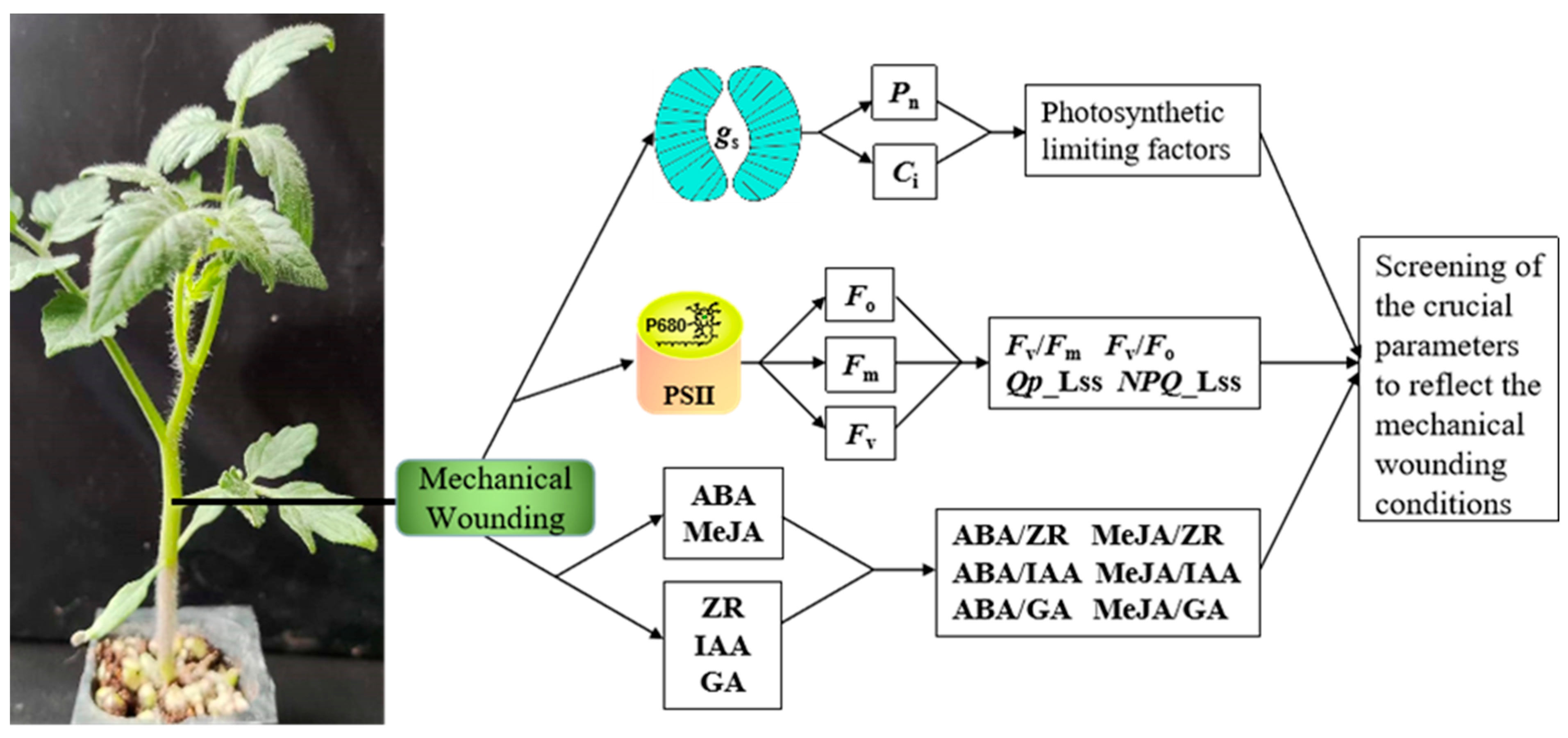 Plants 13 02594 g001