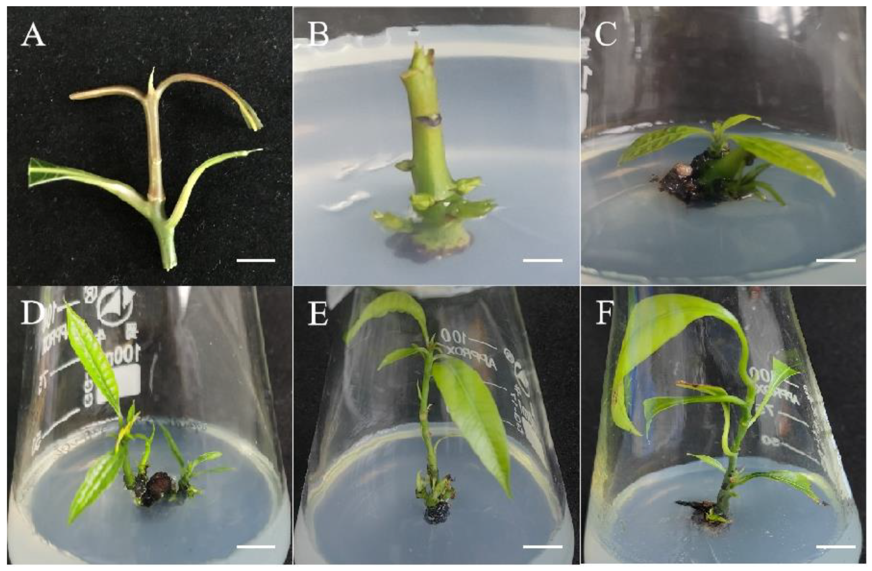 Plants 13 02595 g001