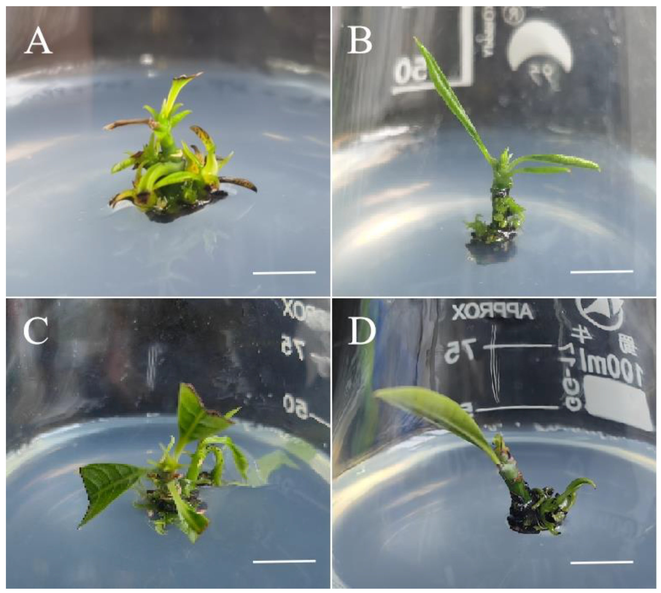 Plants 13 02595 g003