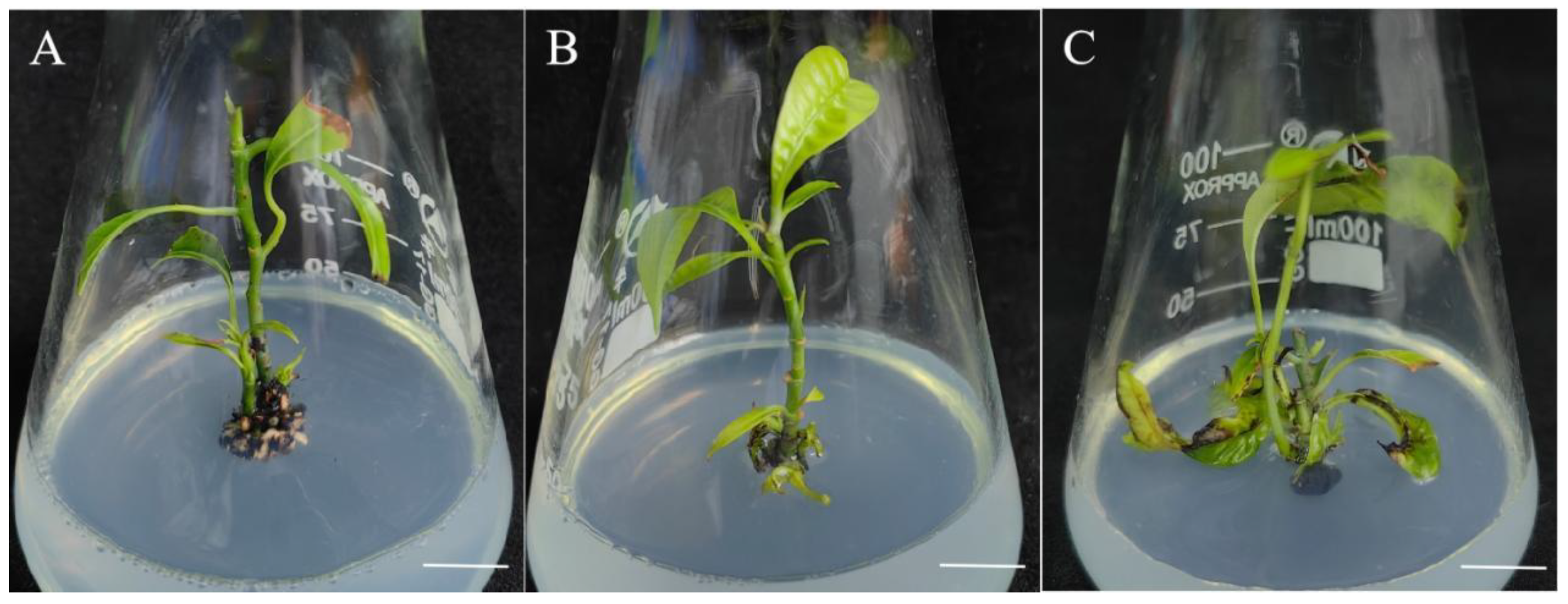 Plants 13 02595 g004