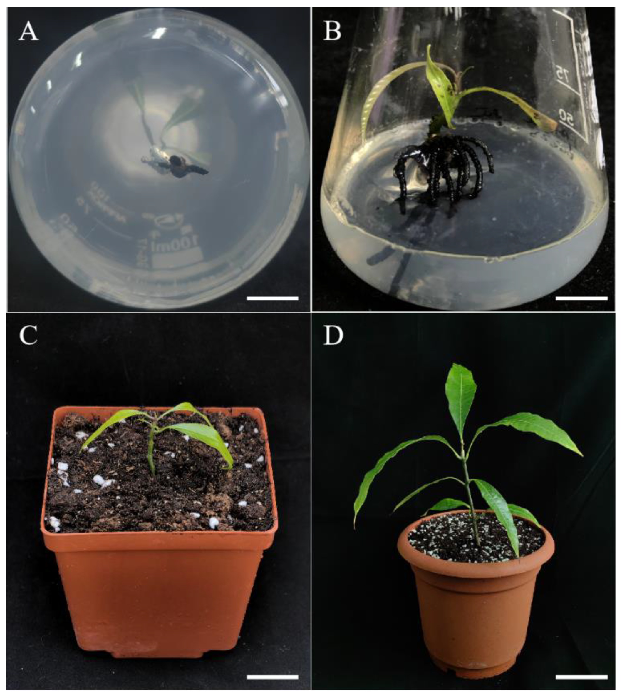 Plants 13 02595 g005