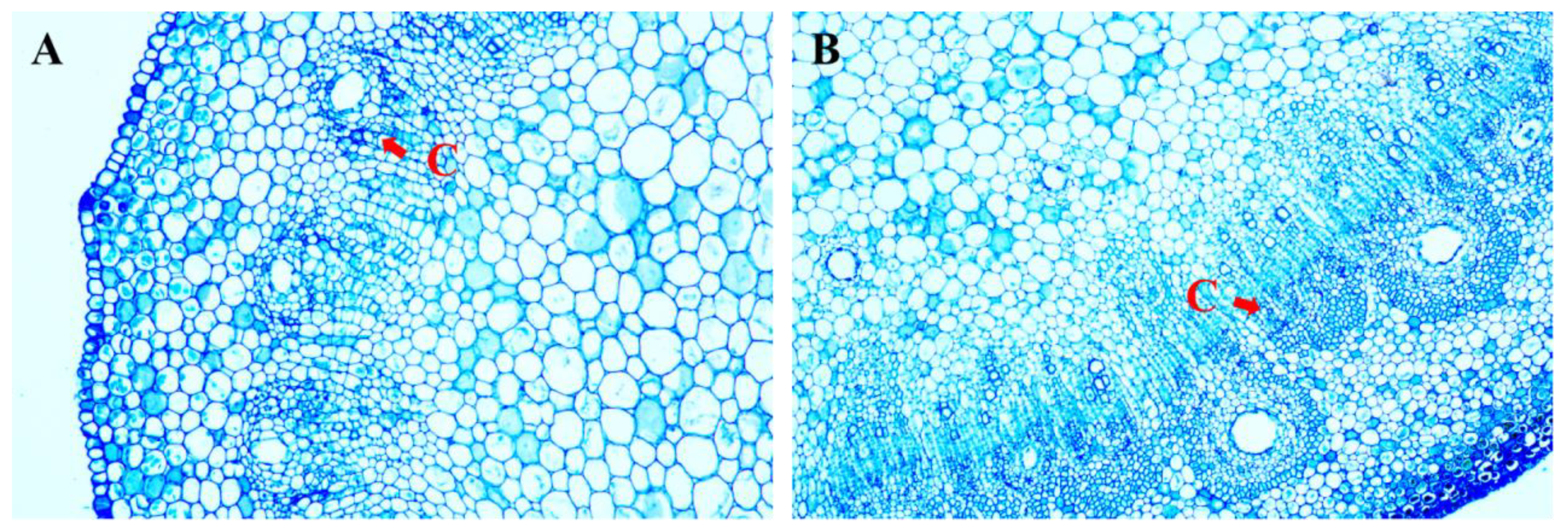 Plants 13 02595 g006