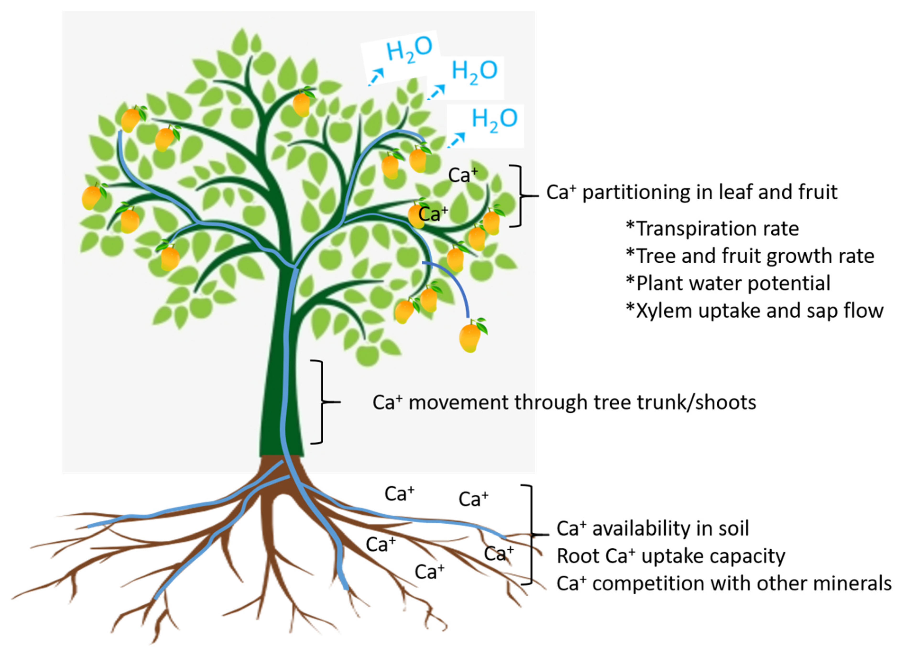Plants 13 02596 g003 Plants 13 02596 g003