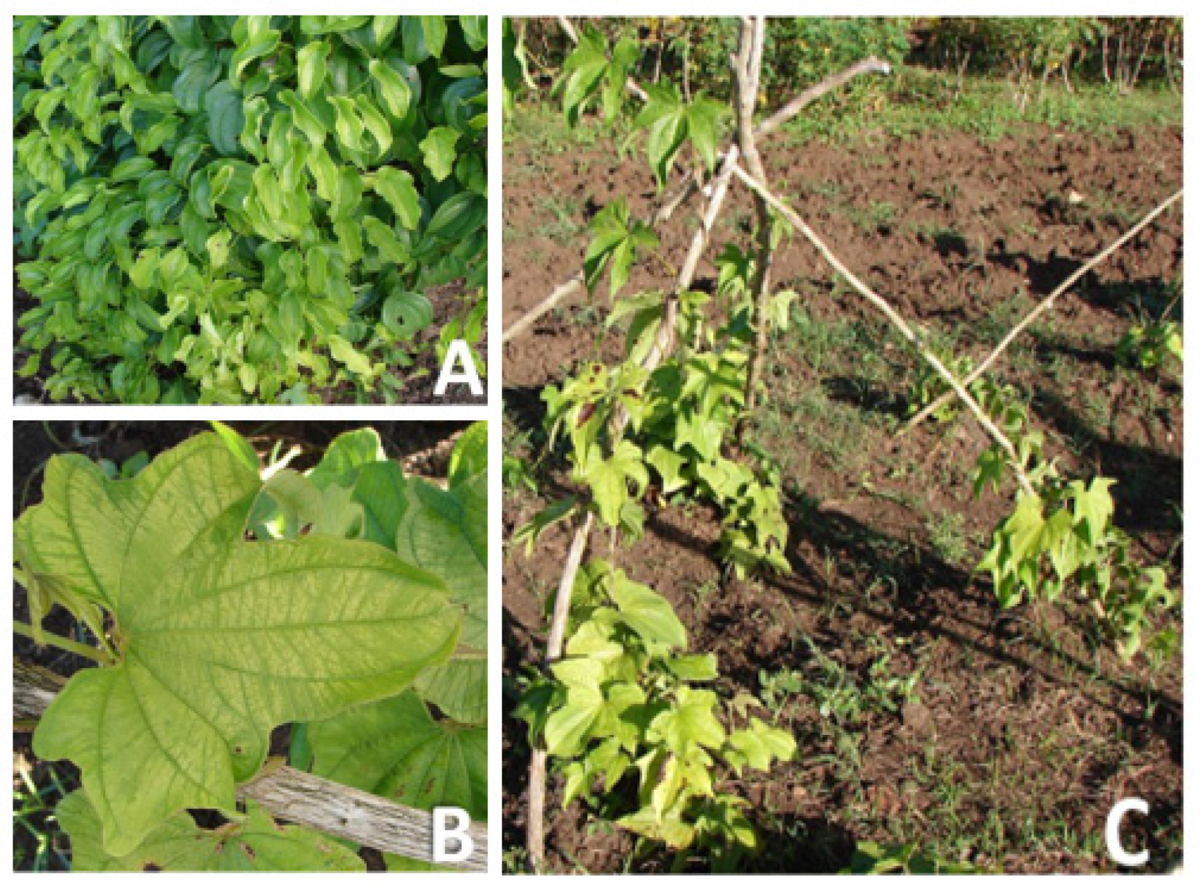 Plants 13 02597 g002