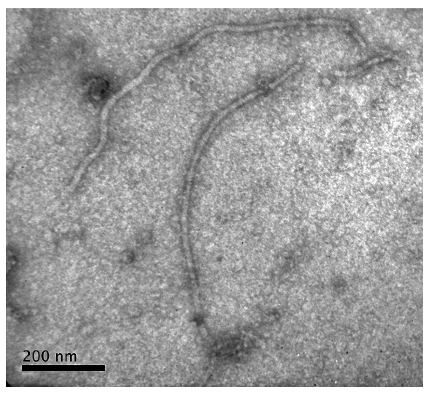 Plants 13 02597 g003