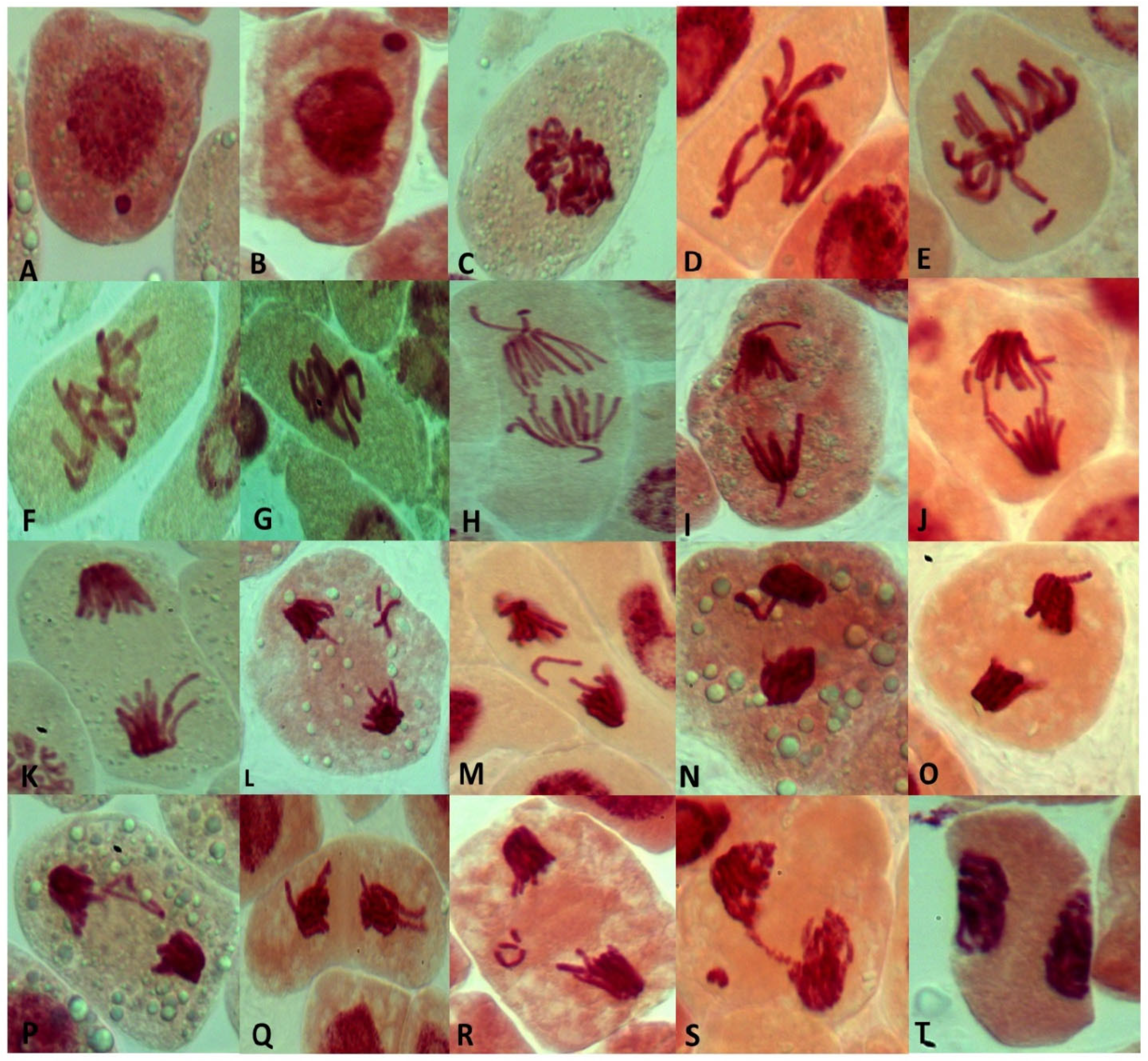 Plants 13 02598 g004