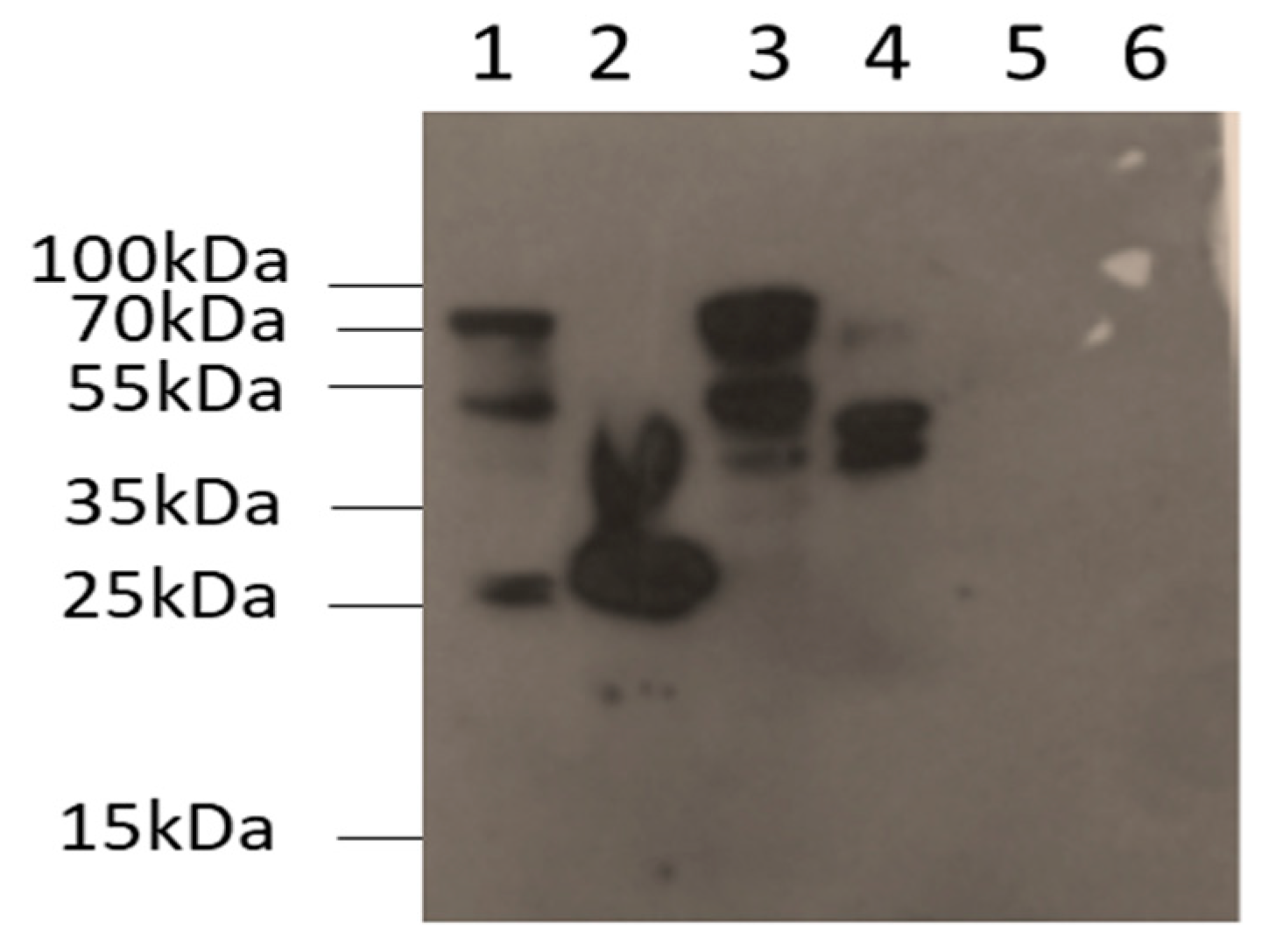 Plants 13 02602 g002