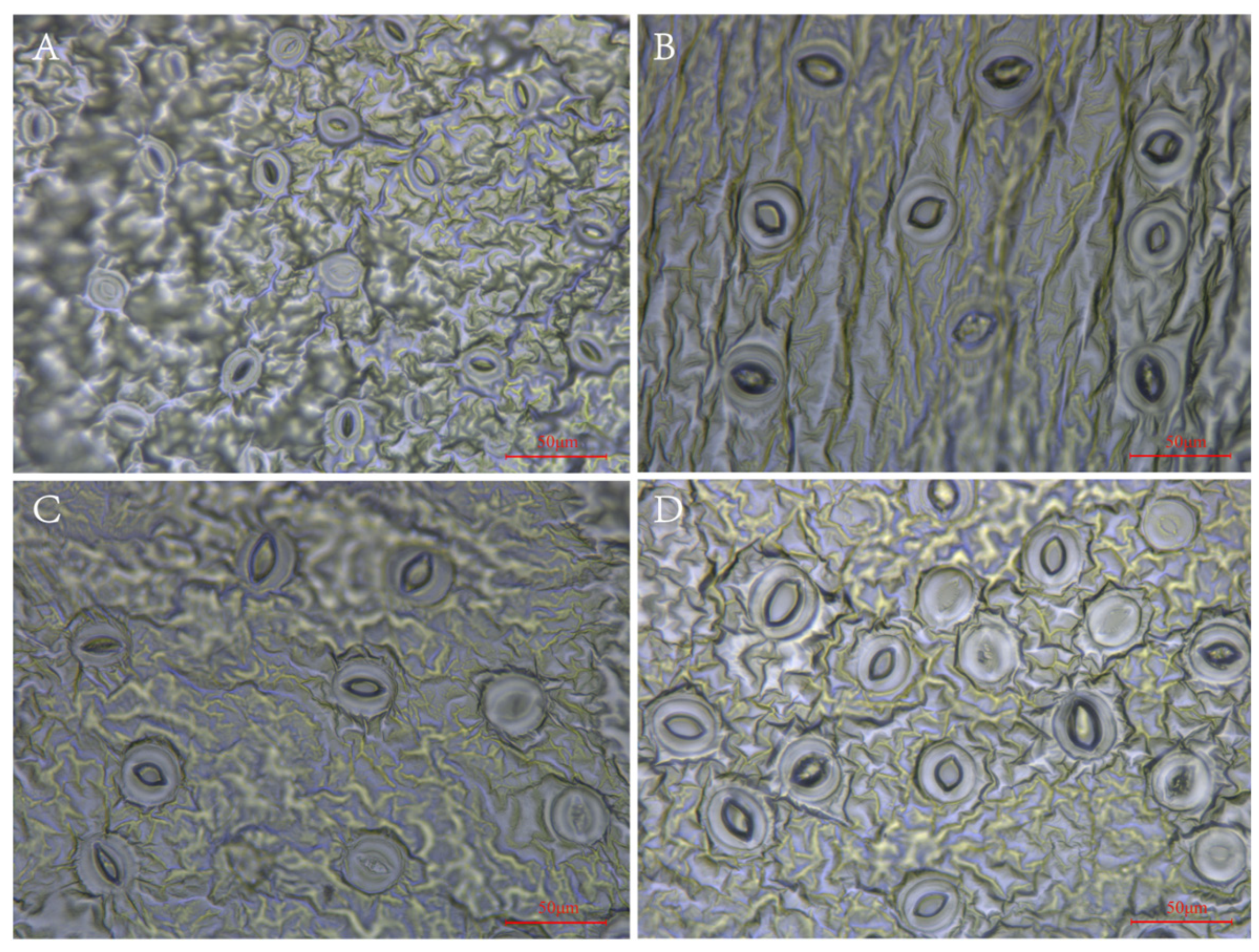 Plants 13 02603 g002