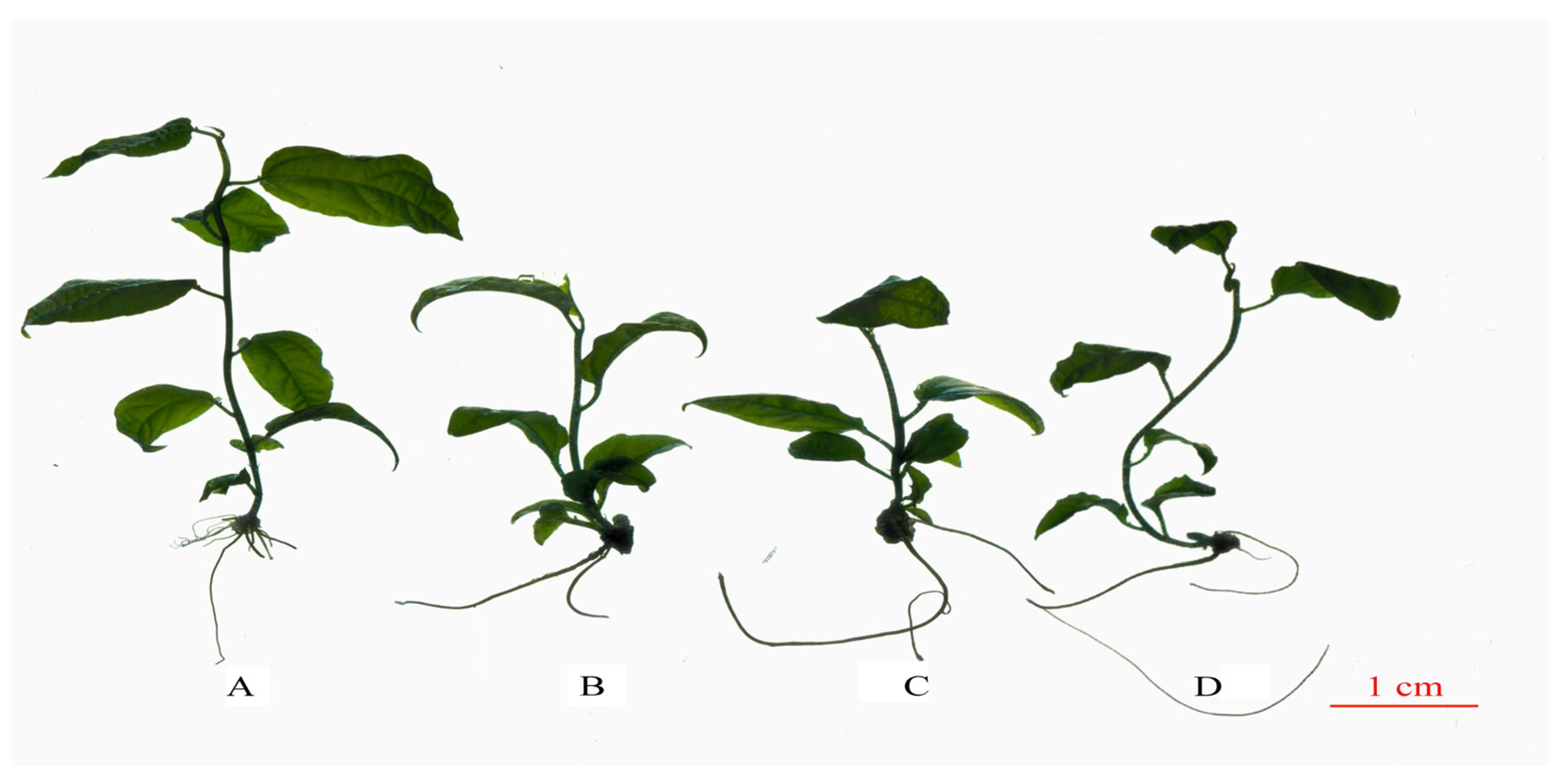 Plants 13 02603 g003