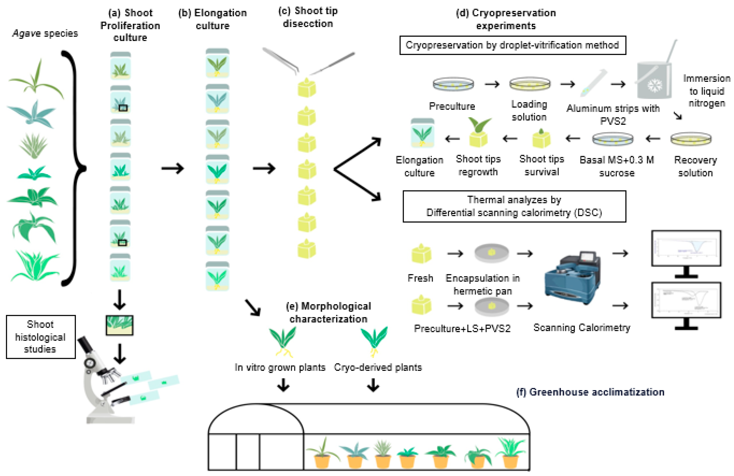 Plants 13 02609 g001