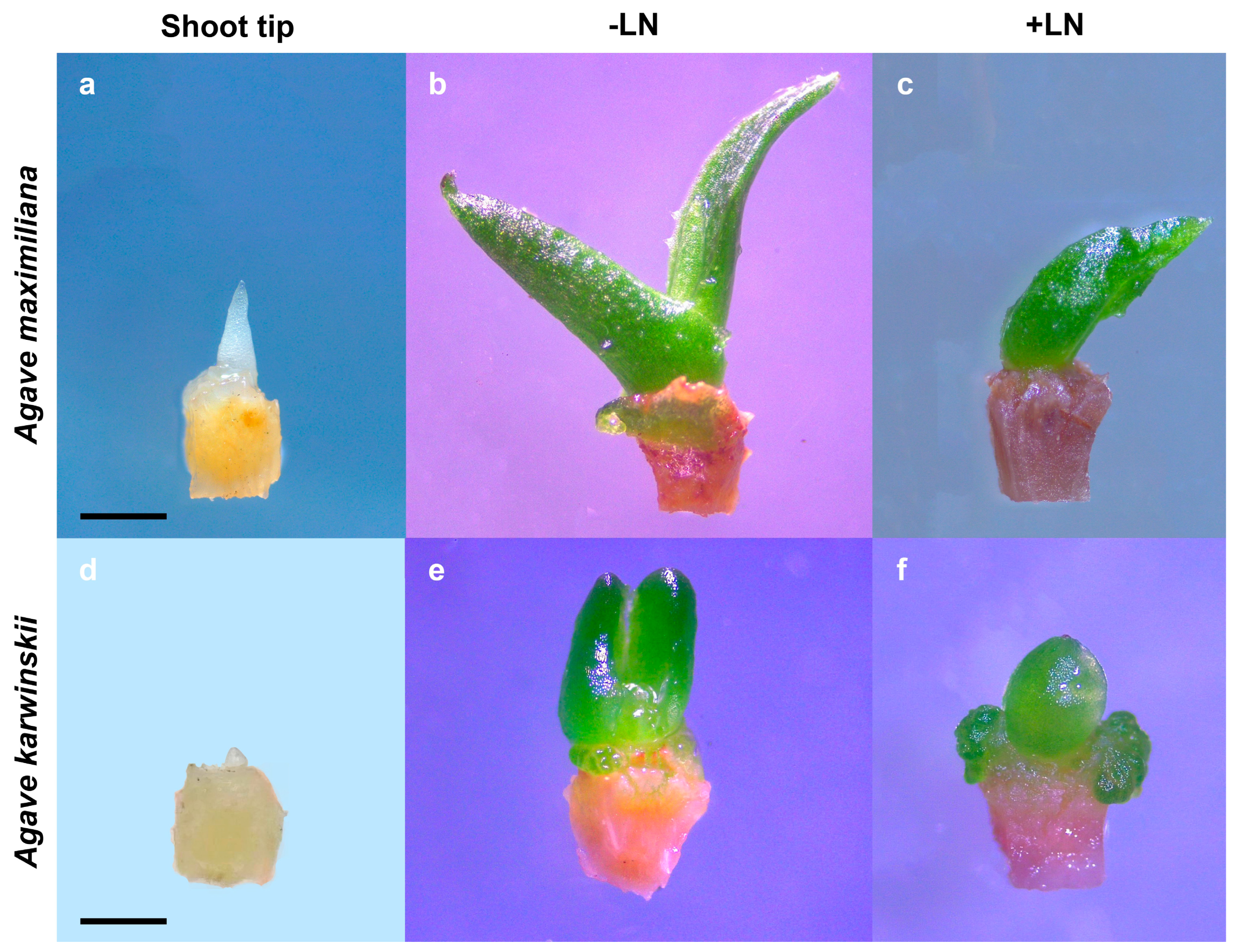 Plants 13 02609 g003