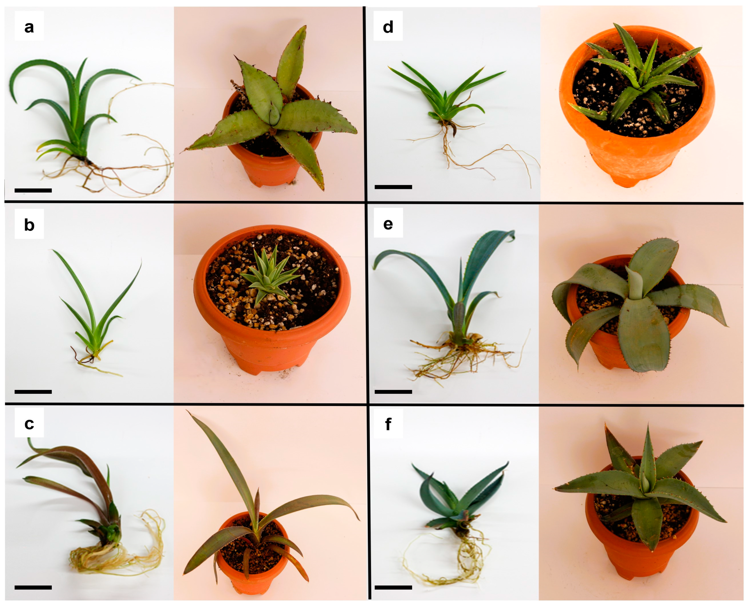 Plants 13 02609 g008