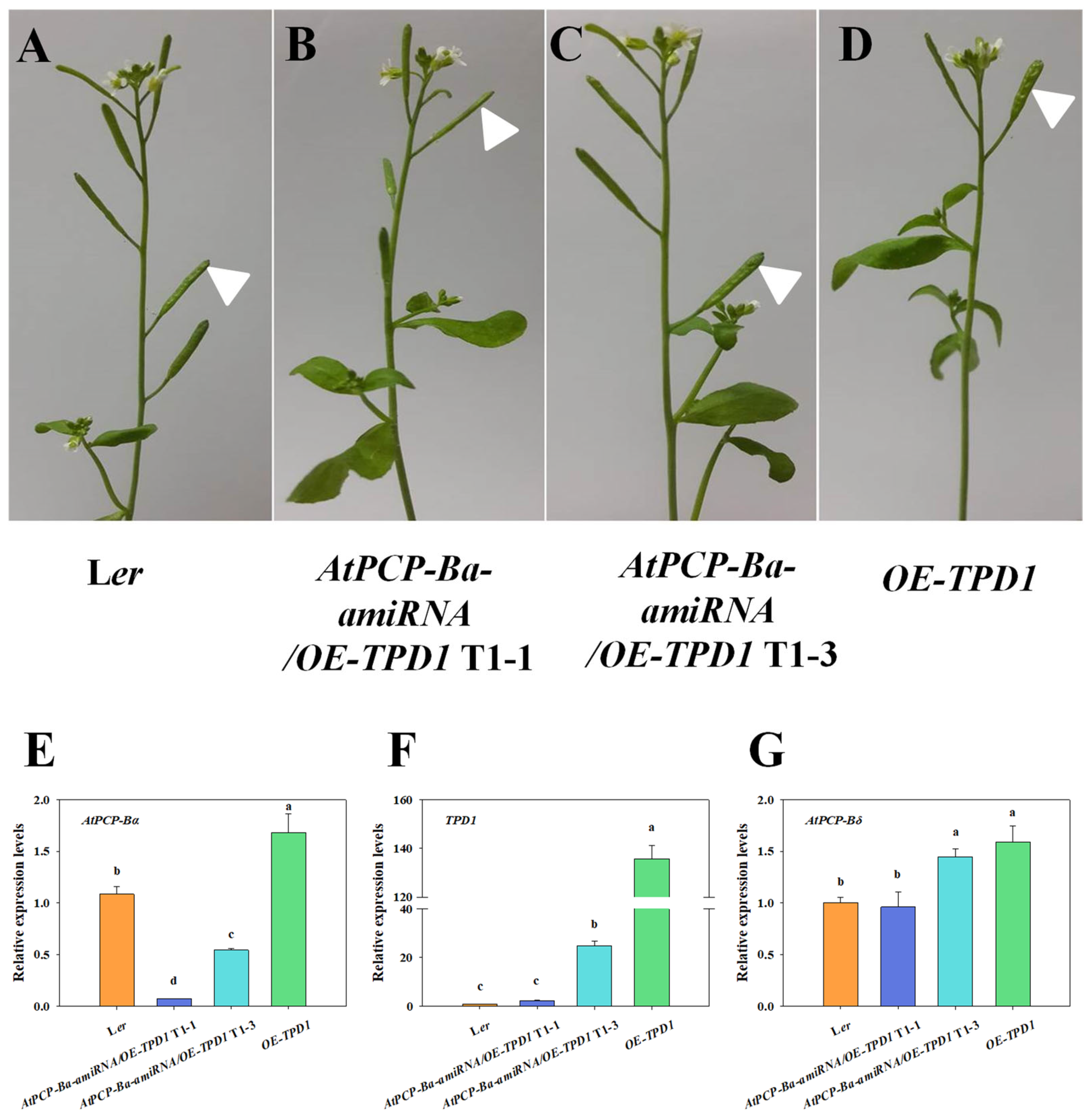 Plants 13 02614 g005
