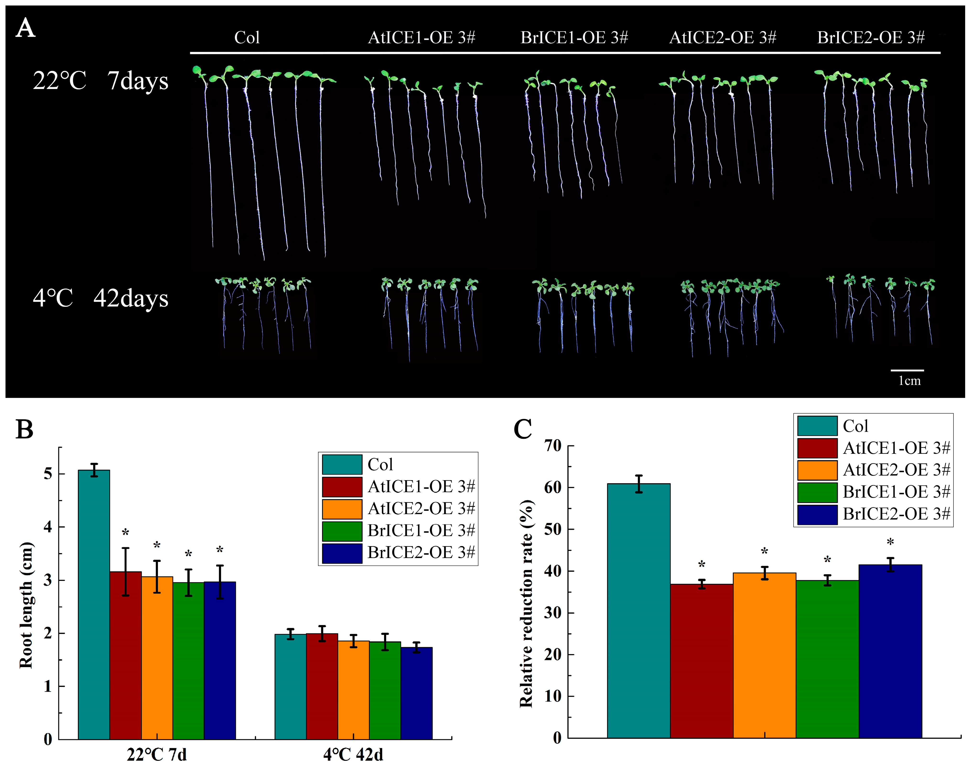 Plants 13 02625 g007 Plants 13 02625 g007