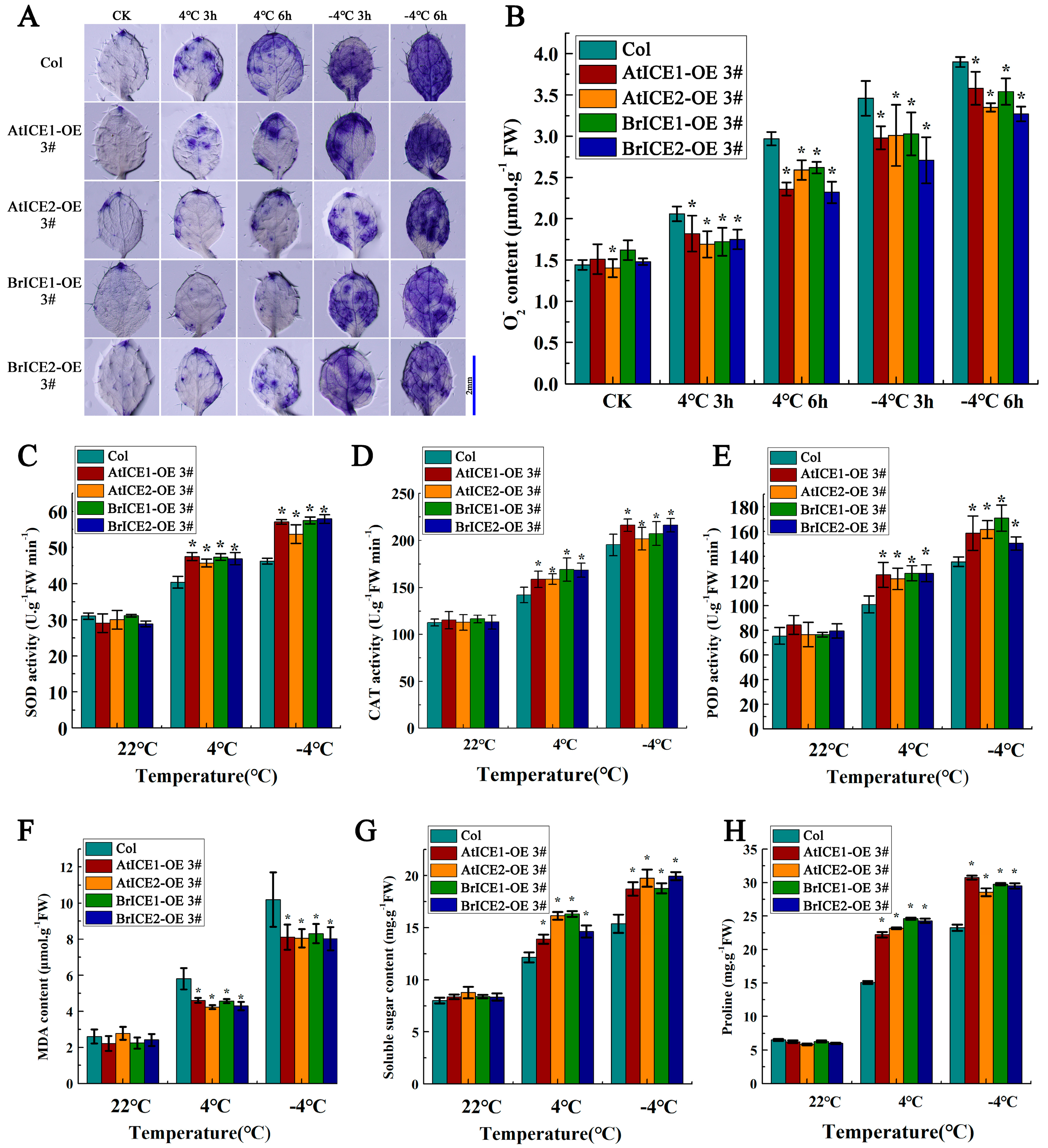 Plants 13 02625 g008 Plants 13 02625 g008
