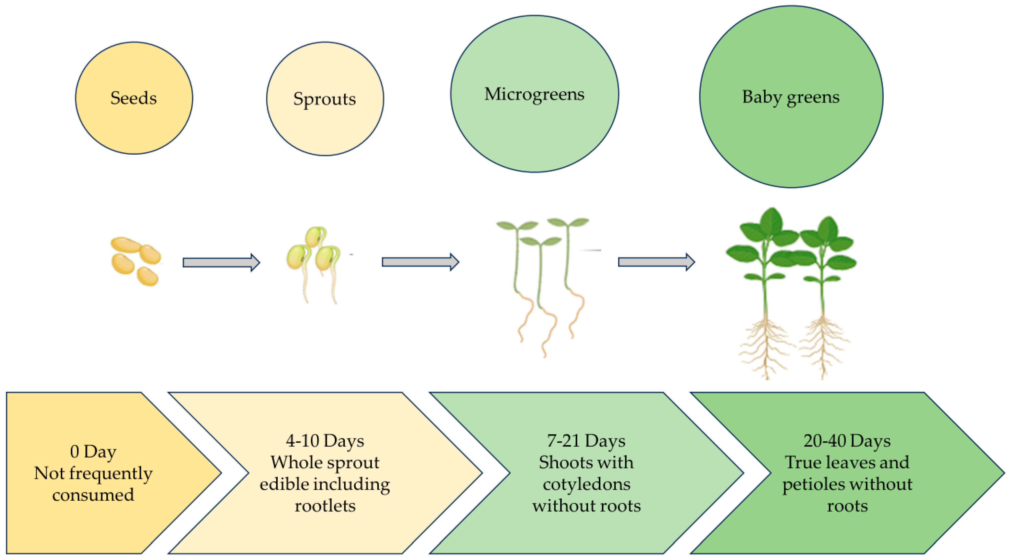 Plants 13 02631 g001