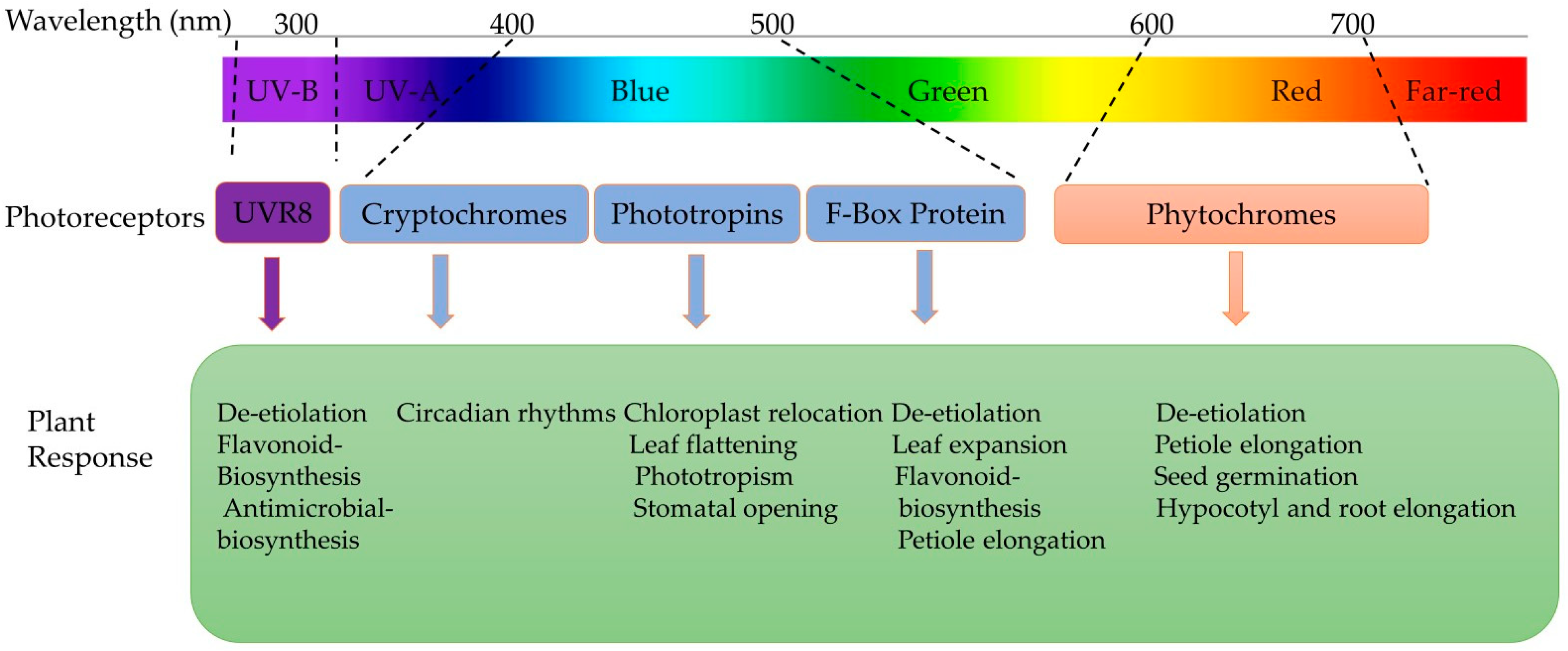 Plants 13 02631 g004