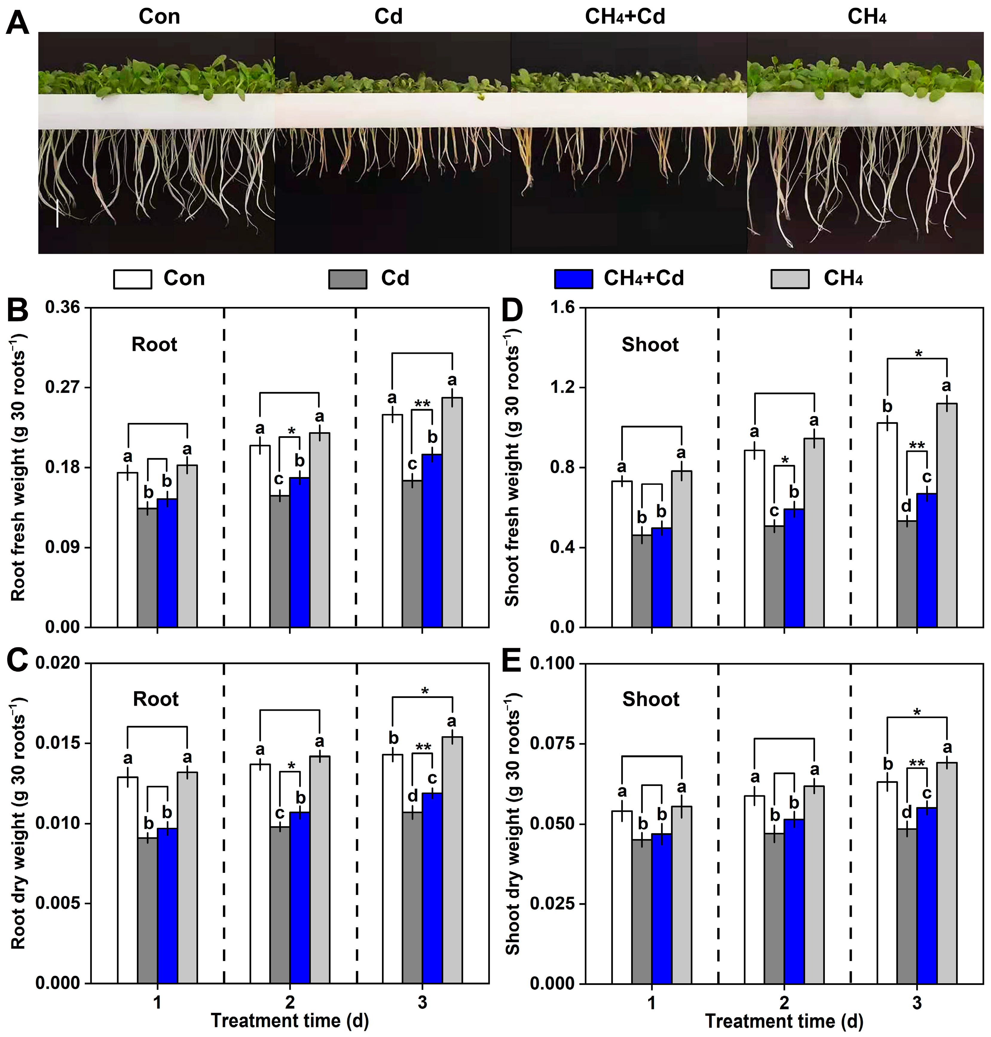 Plants 13 02639 g002