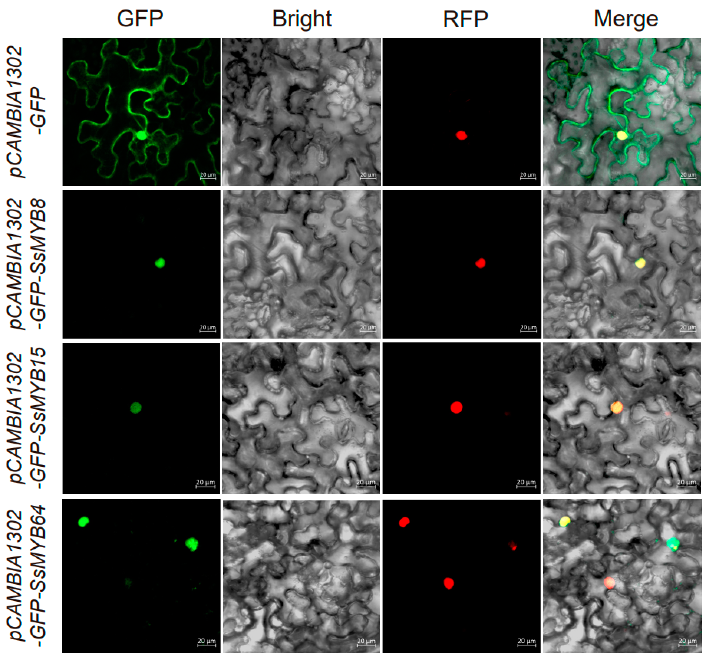 Plants 13 02645 g009