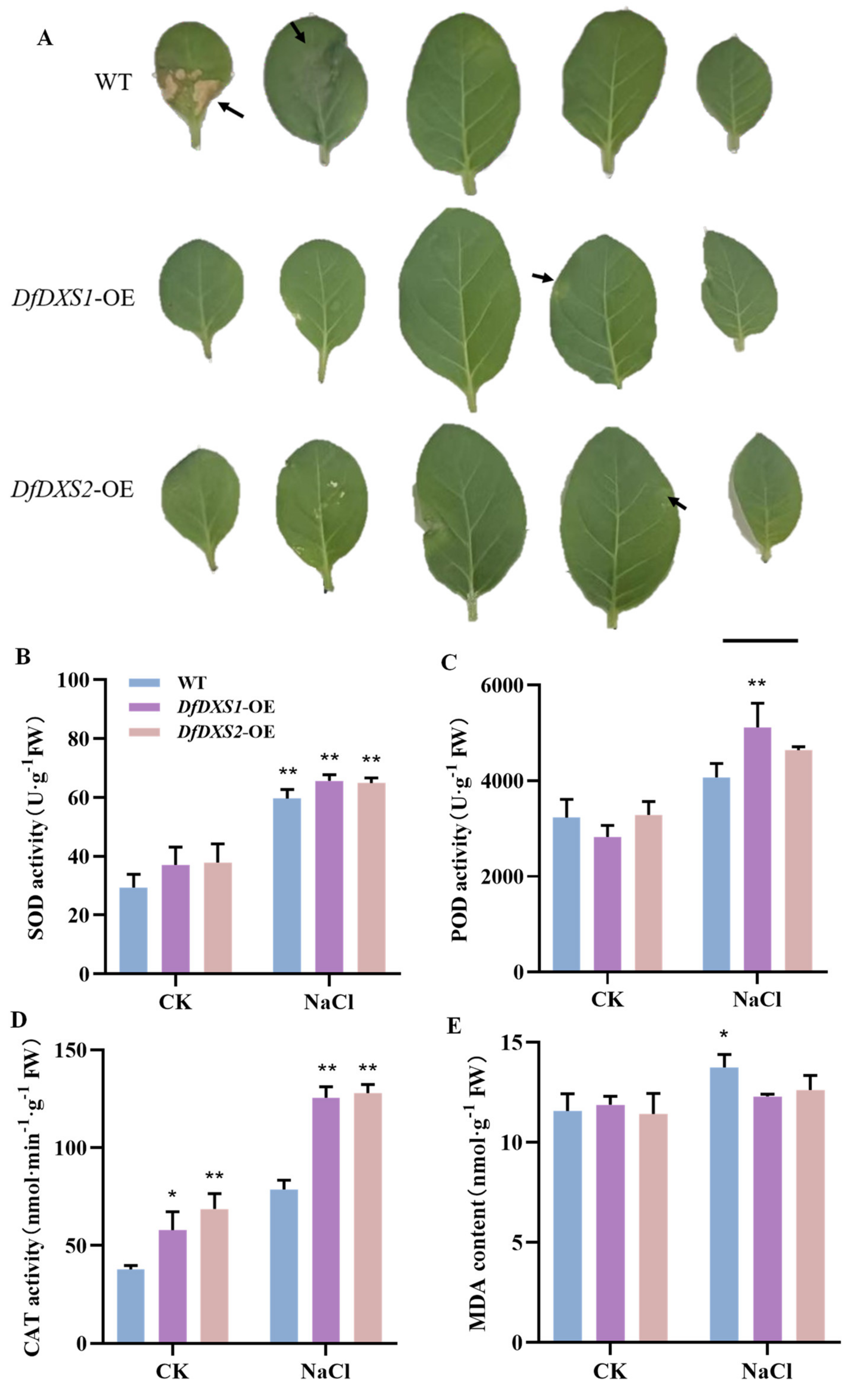 Plants 13 02647 g004