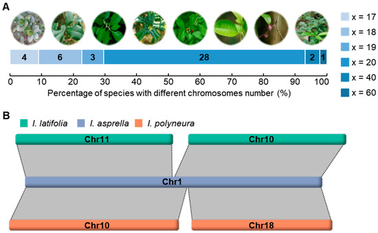 大学生 割引 Impact on Elements Transposable and Fusion Chromosomal of 絵画