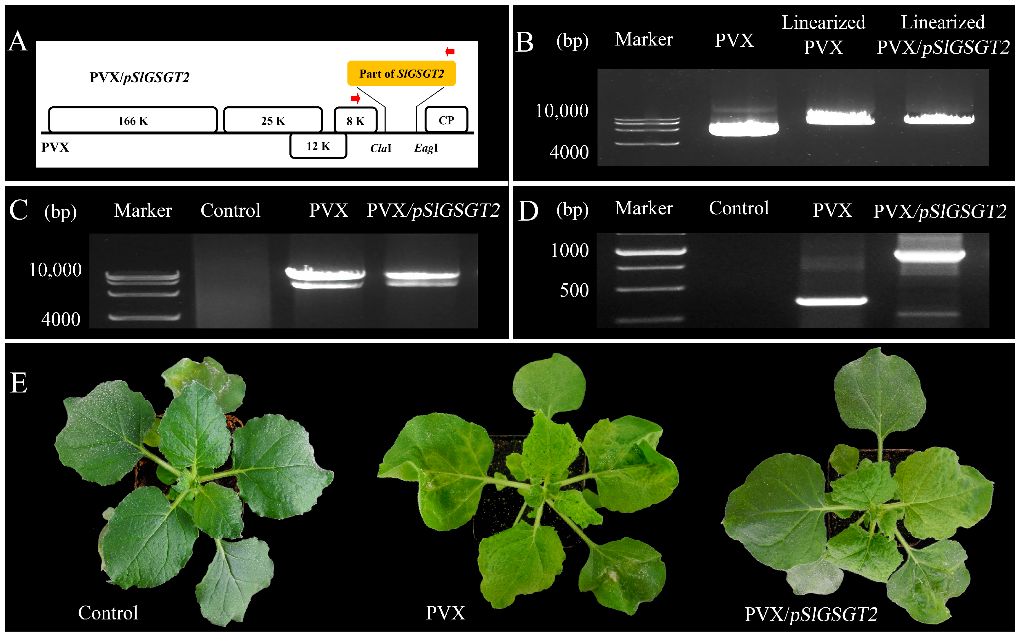 Plants 13 02650 g003