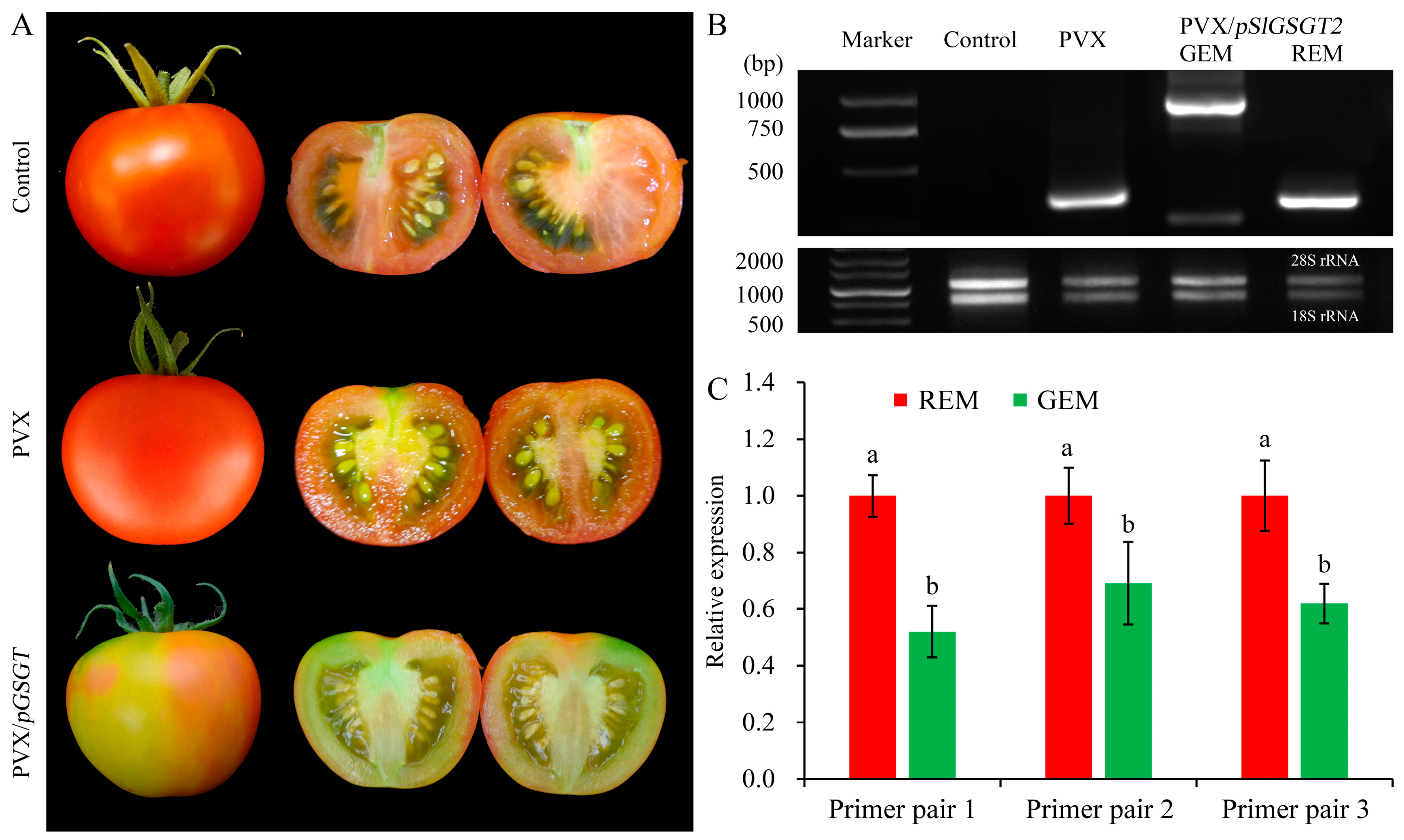 Plants 13 02650 g004
