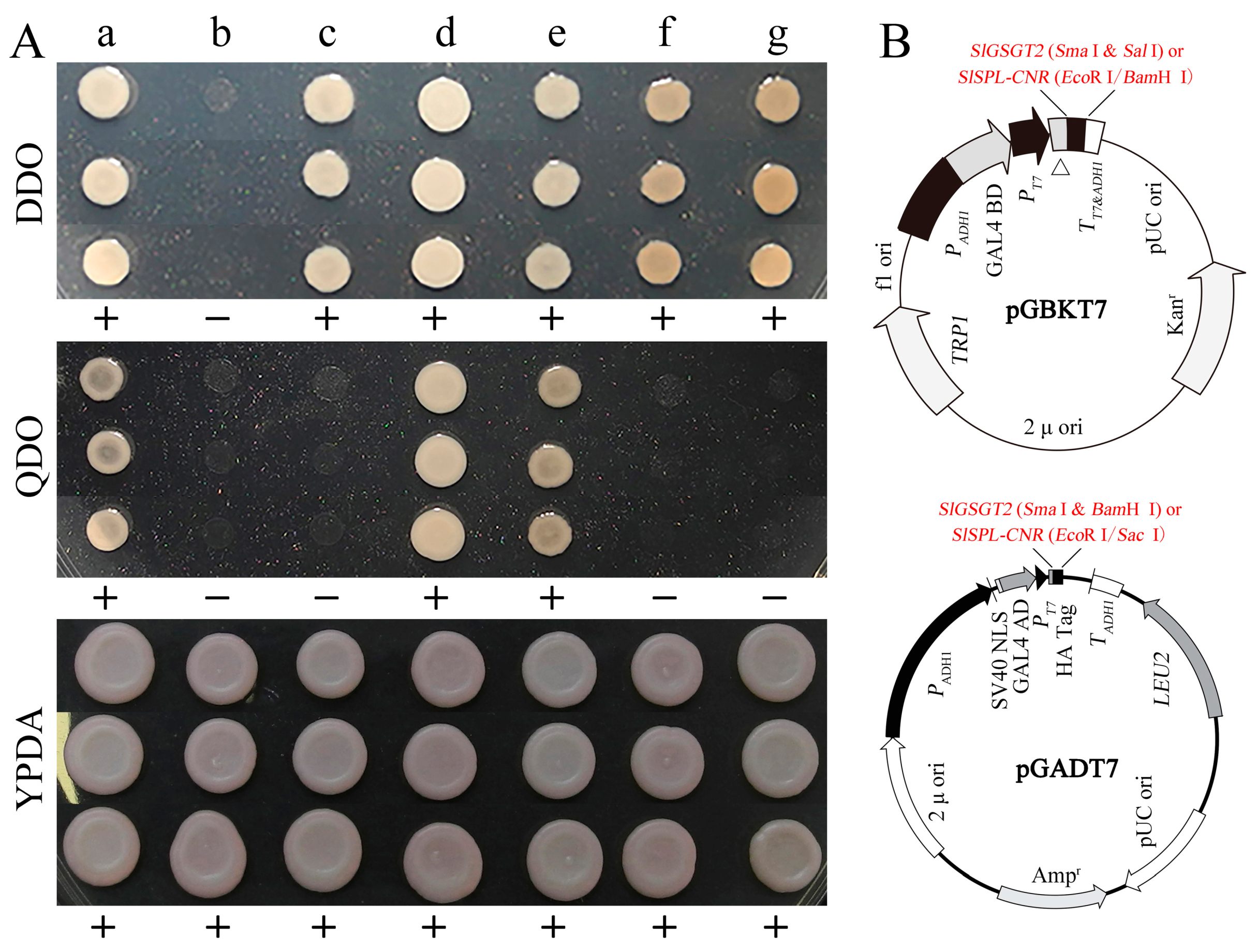 Plants 13 02650 g009