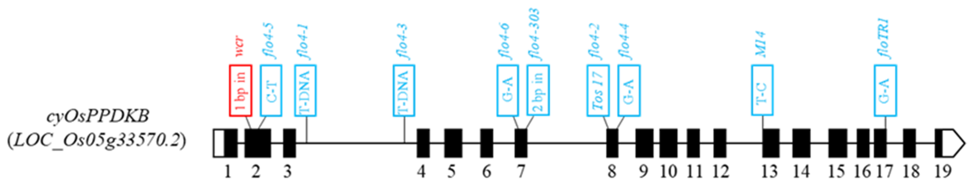 Plants 13 02653 g006 Plants 13 02653 g006