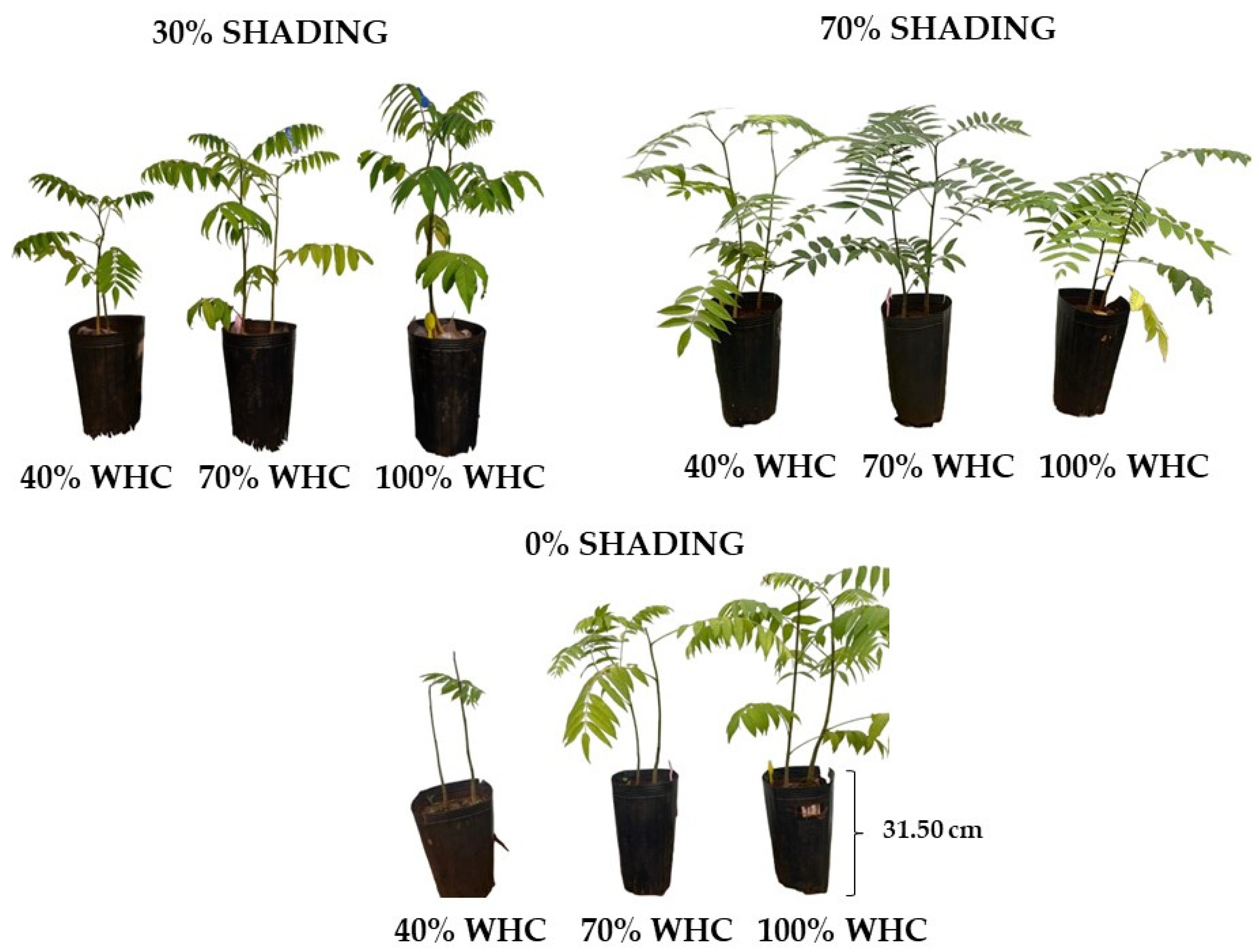 Plants 13 02654 g001