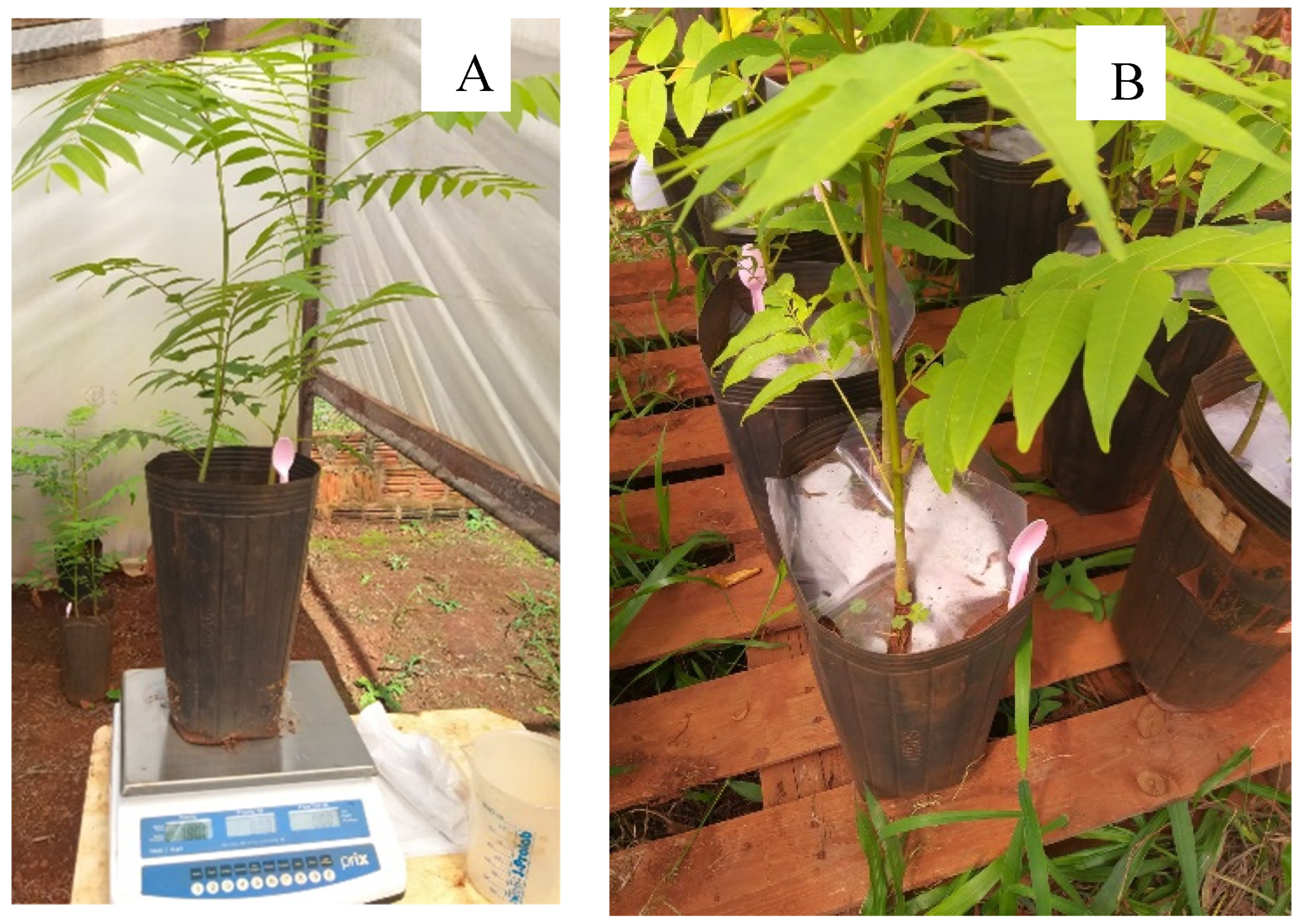 Plants 13 02654 g007