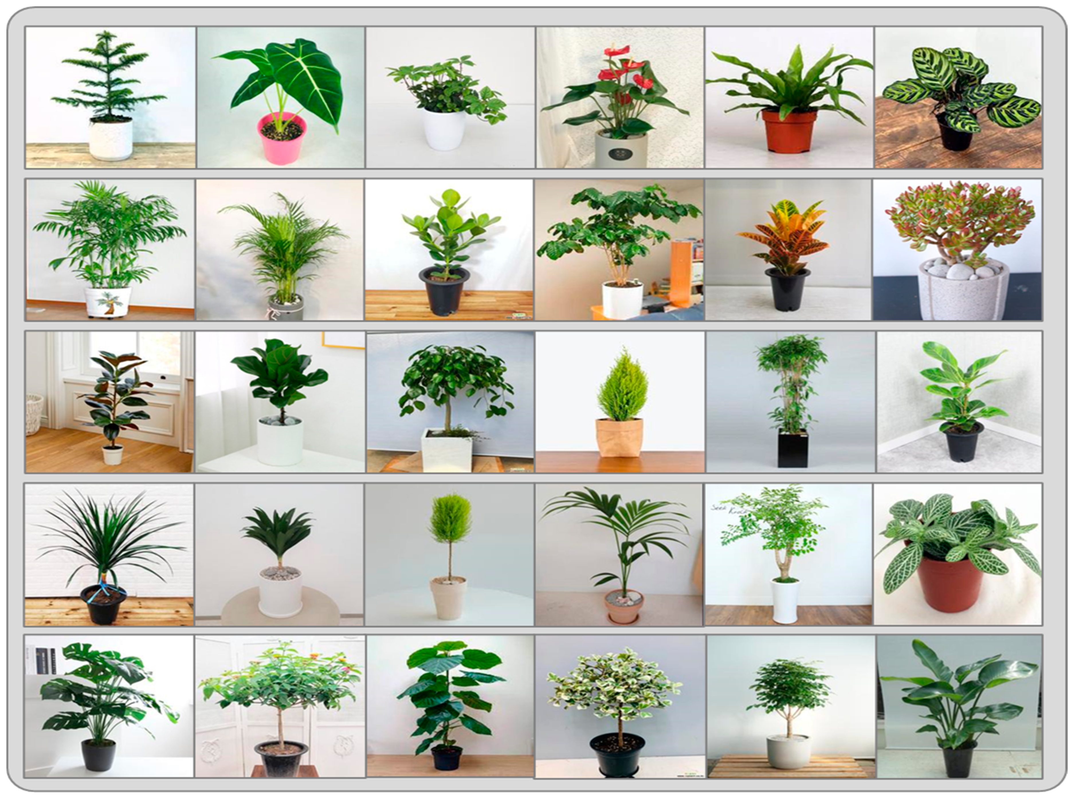 Plants 13 02655 g003