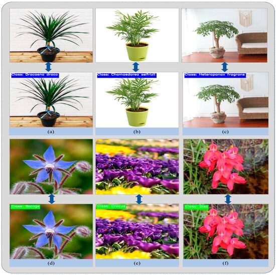 Dual-Stream Architecture Enhanced by Soft-Attention Mechanism for Plant  Species Classification