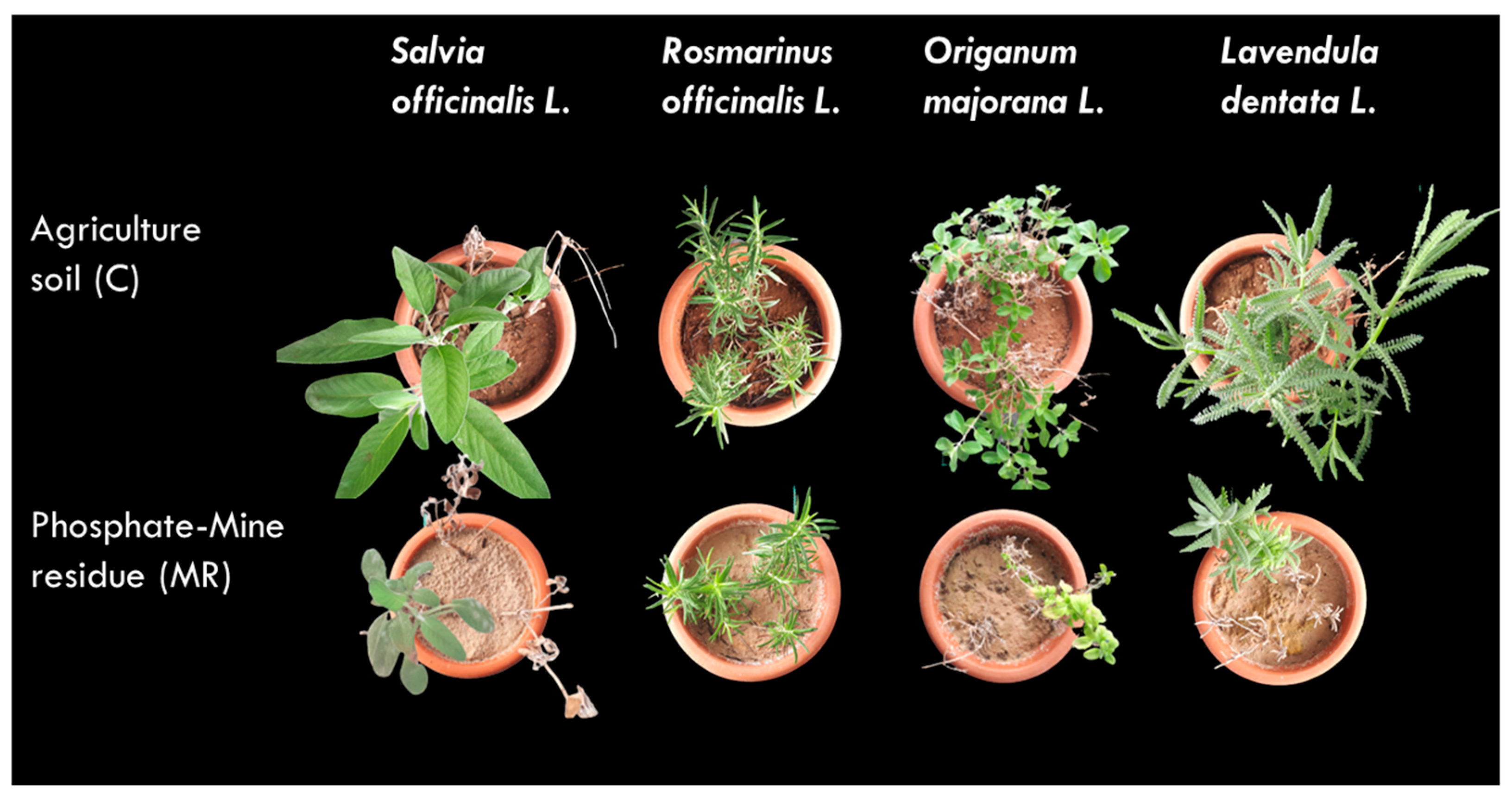 Plants 13 02656 g001