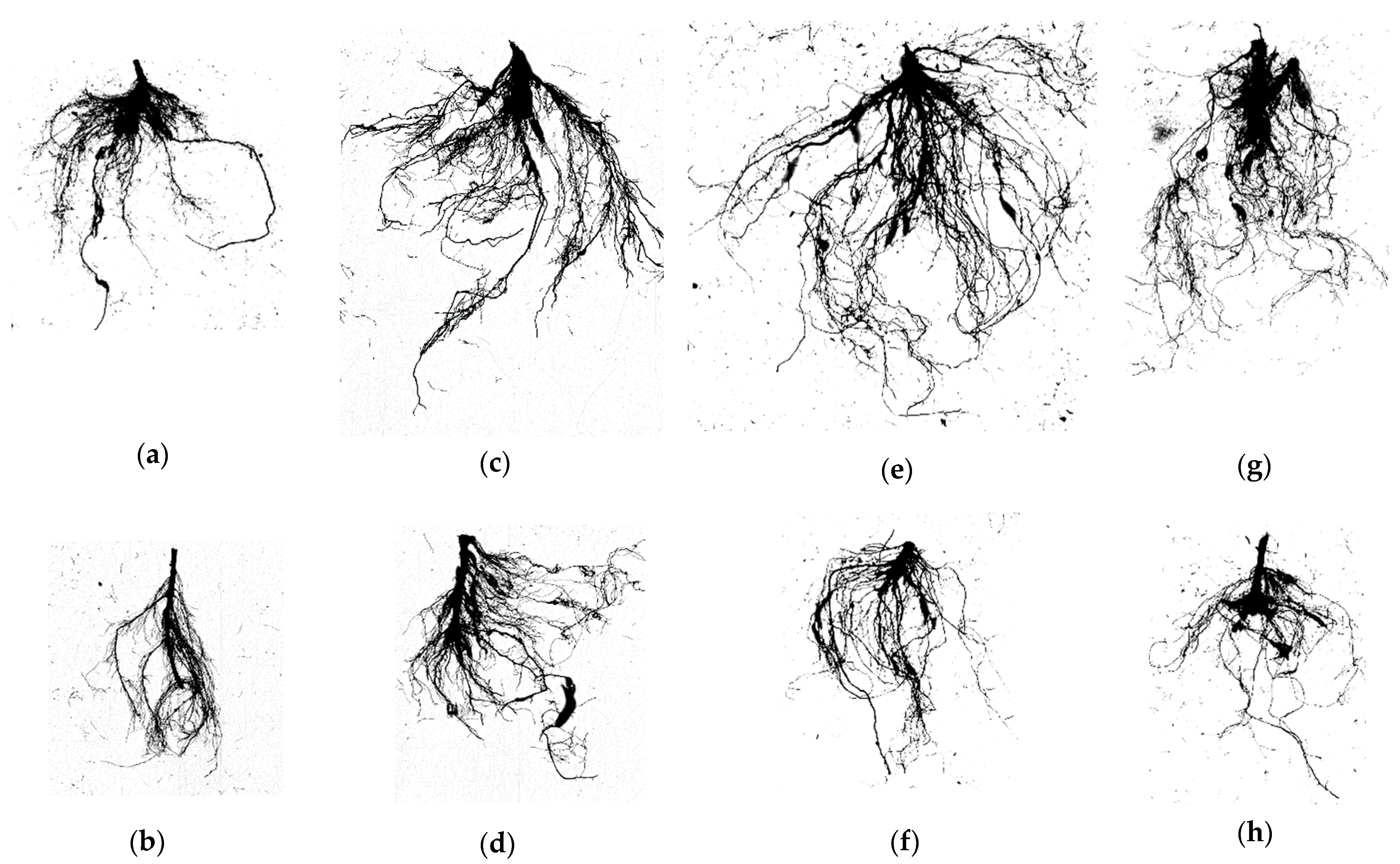 Plants 13 02656 g002