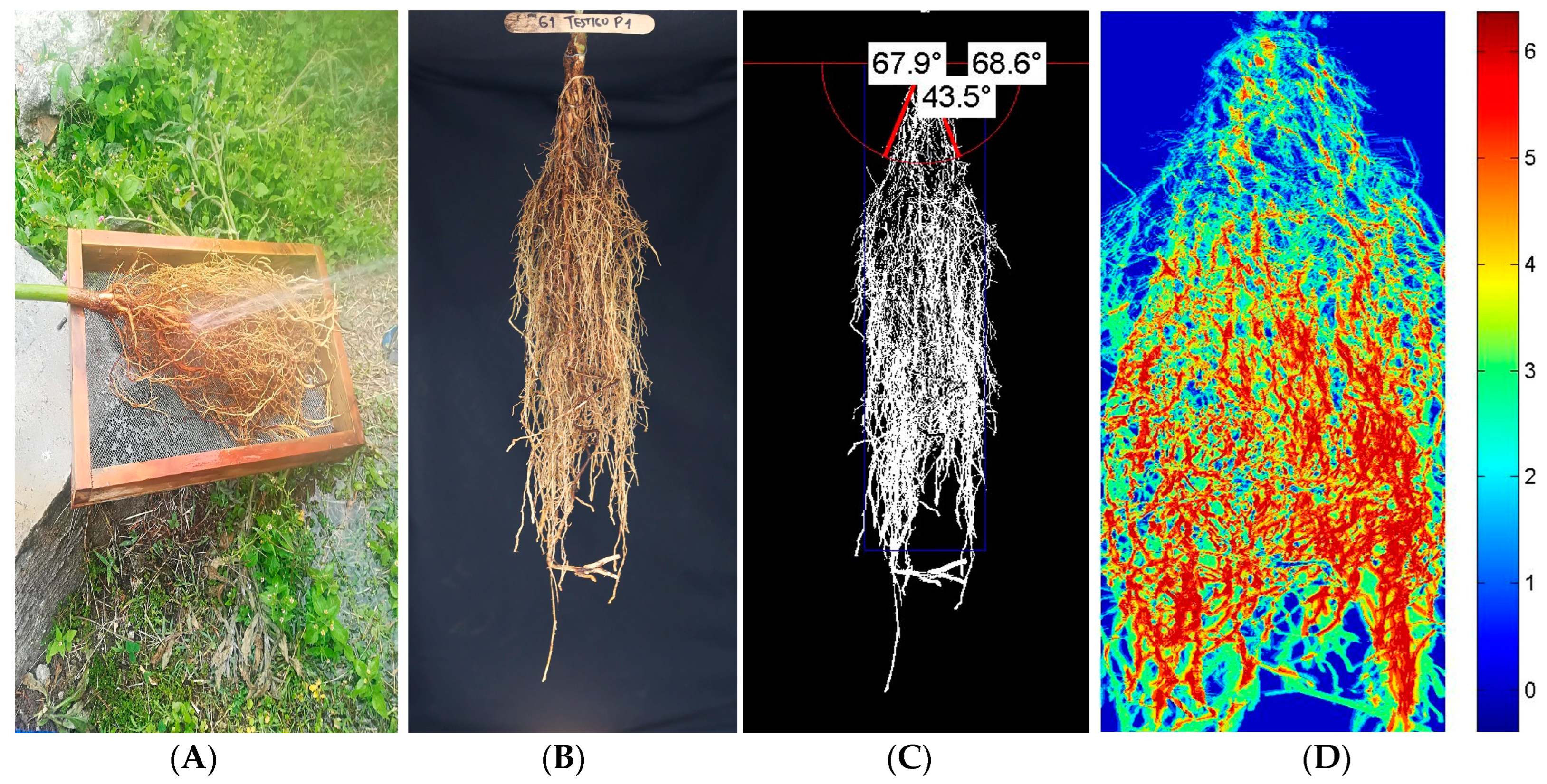 Plants 13 02660 g006