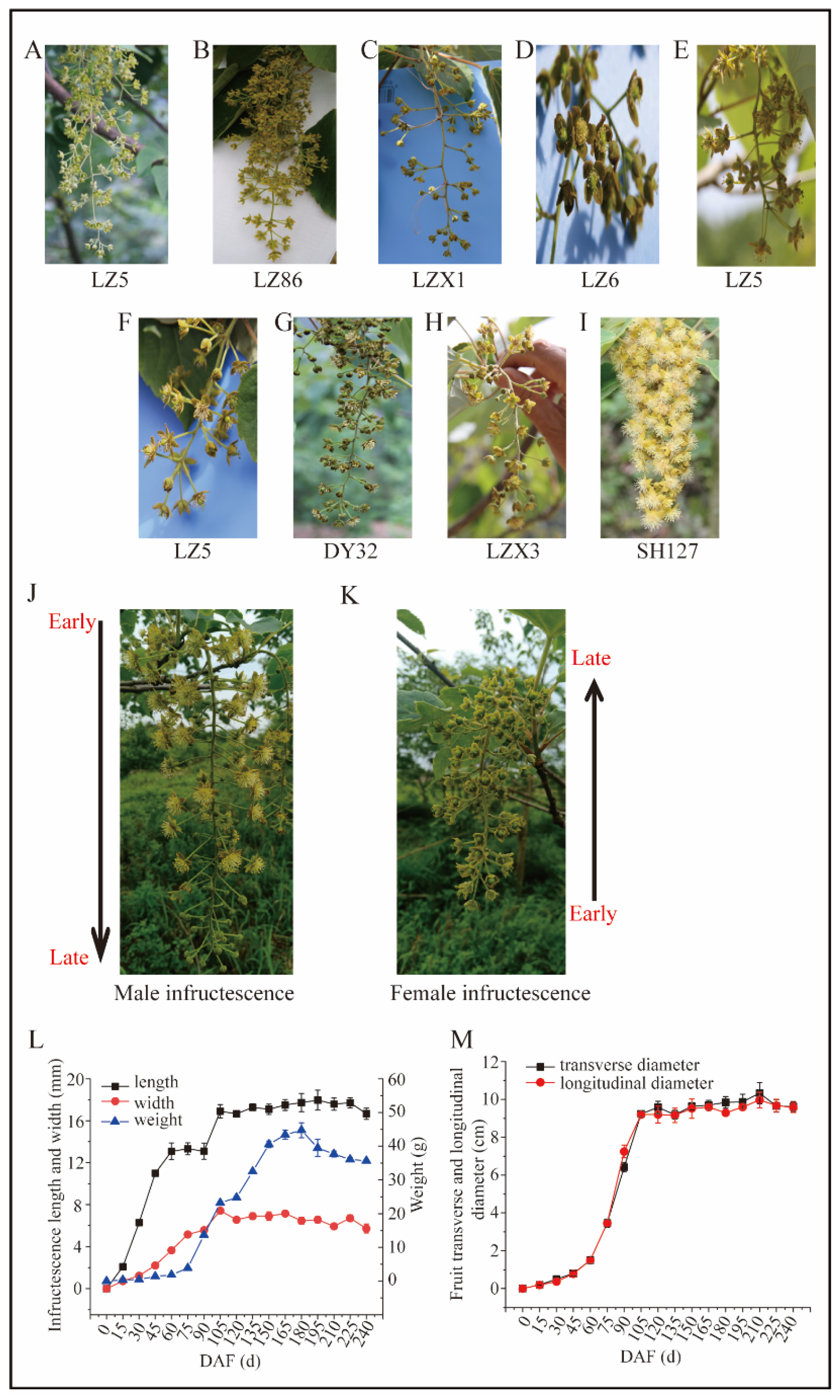 Plants 13 02663 g003