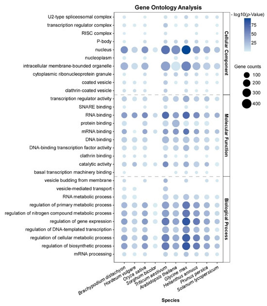 Prion–like Proteins in Plants: Key Regulators of Development 