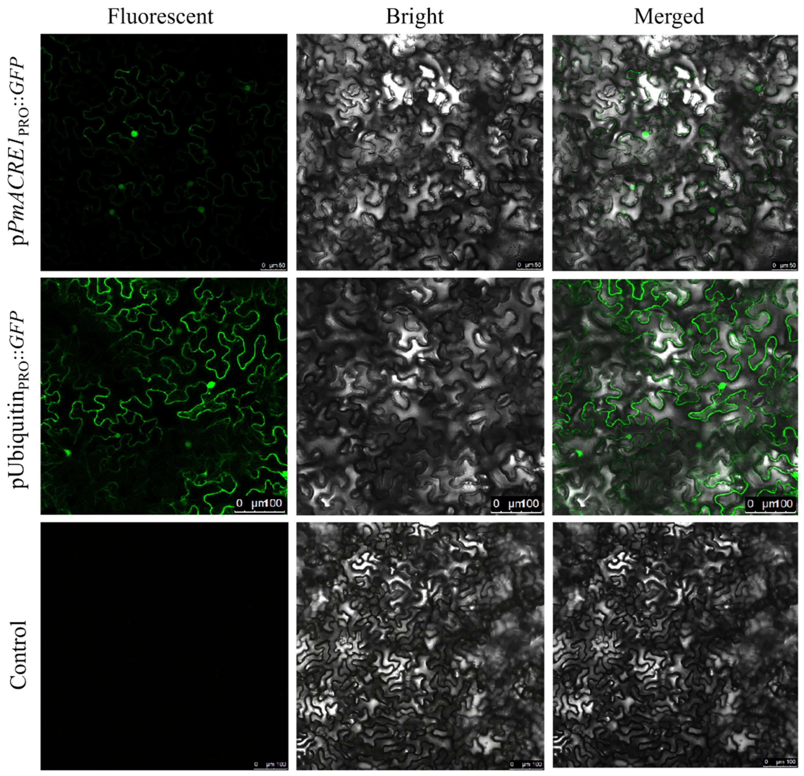 Transcription Factor and Protein Regulatory Network of